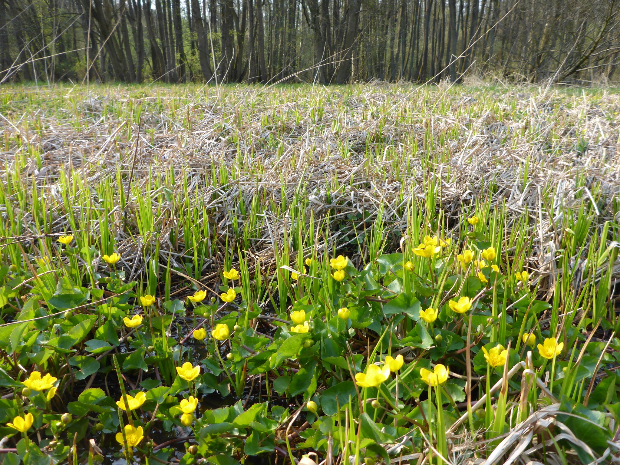 Sumpfdotterblumen auf der größeren Feuchtwiese - einst auf jeder Feuchtwiese in großer Menge zu finden, heute selten.