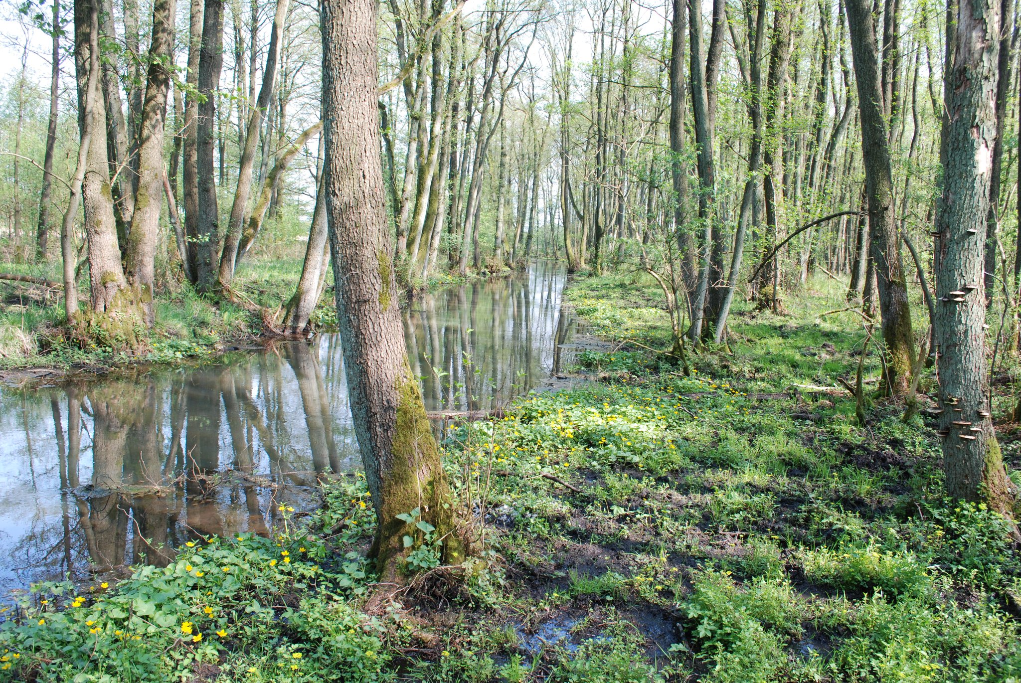 ... ist aufgrund des nassen und weichen Bodens nur schwer zu betreten.