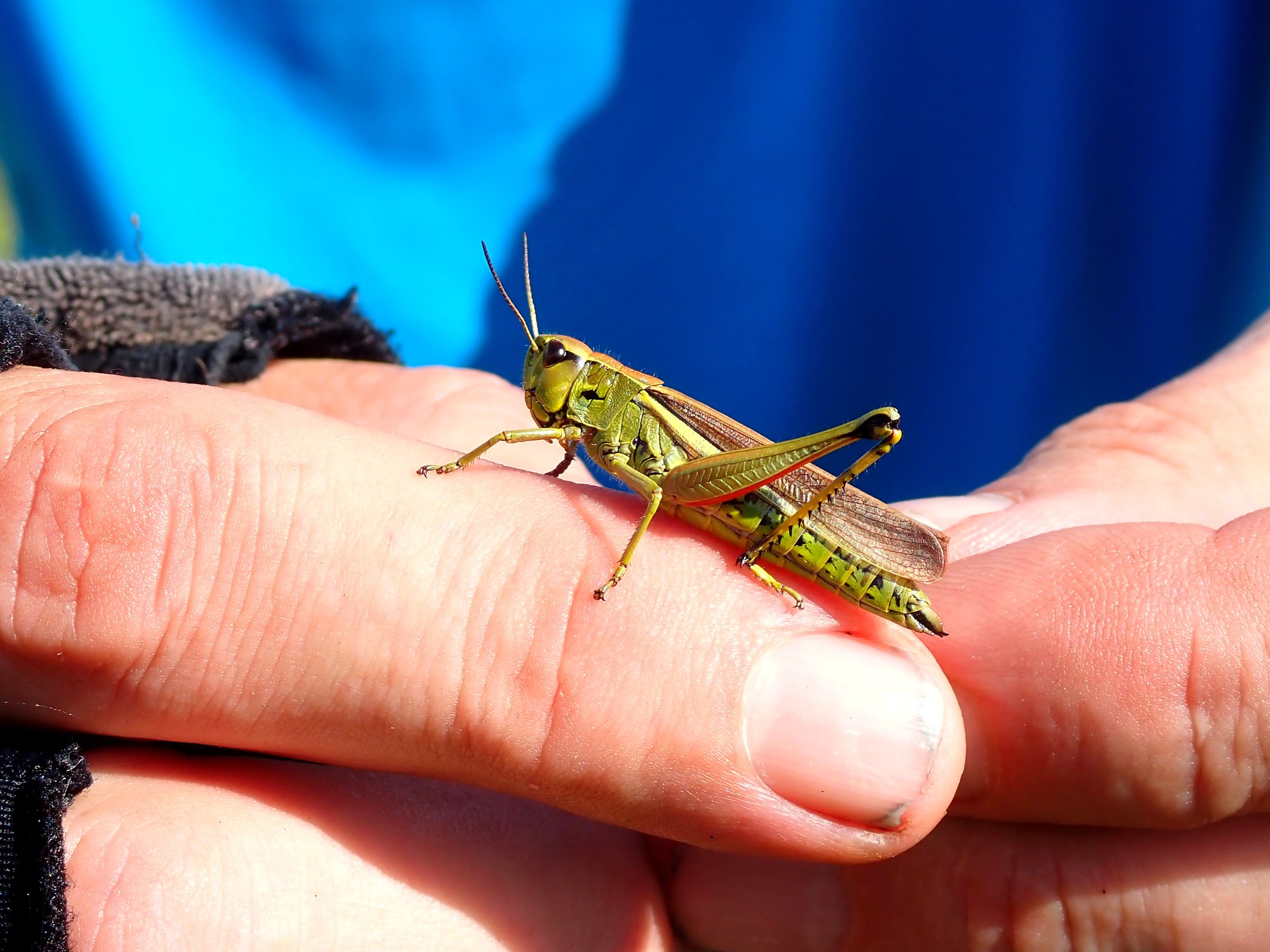 Dank der insektenschonenden Mahd hat auch diese Sumpfschrecke die Landschaftspflegeaktion unbeschadet überstanden.