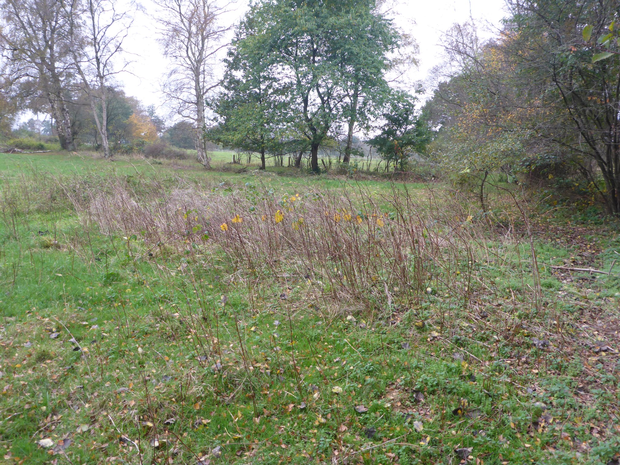 Durch Pferdebeweidung gepflegte kleine Wiese am Südrand des Dosenmoores.