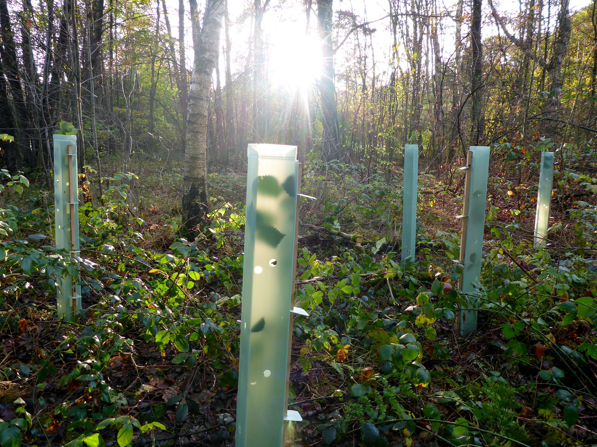 Fertige Flatterulmenpflanzung mit Pflanzschutz.