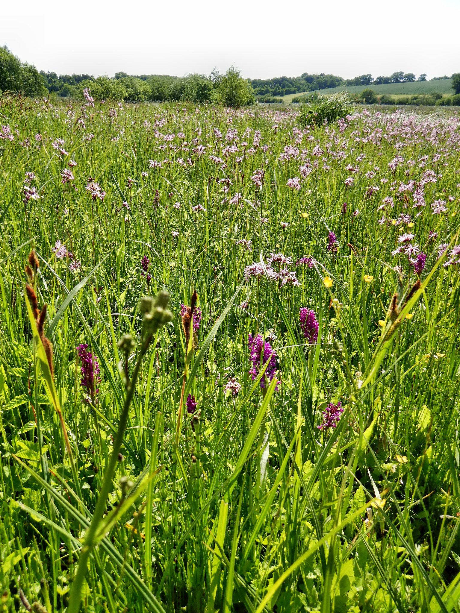 2018: Innerhalb von 6 Jahren von 3 auf mehr als 100 blühende Orchideen. Und viele weitere Feuchtwiesenarten wie die Kuckucks-Lichtnelke haben deutlich sichtbar zugenommen.