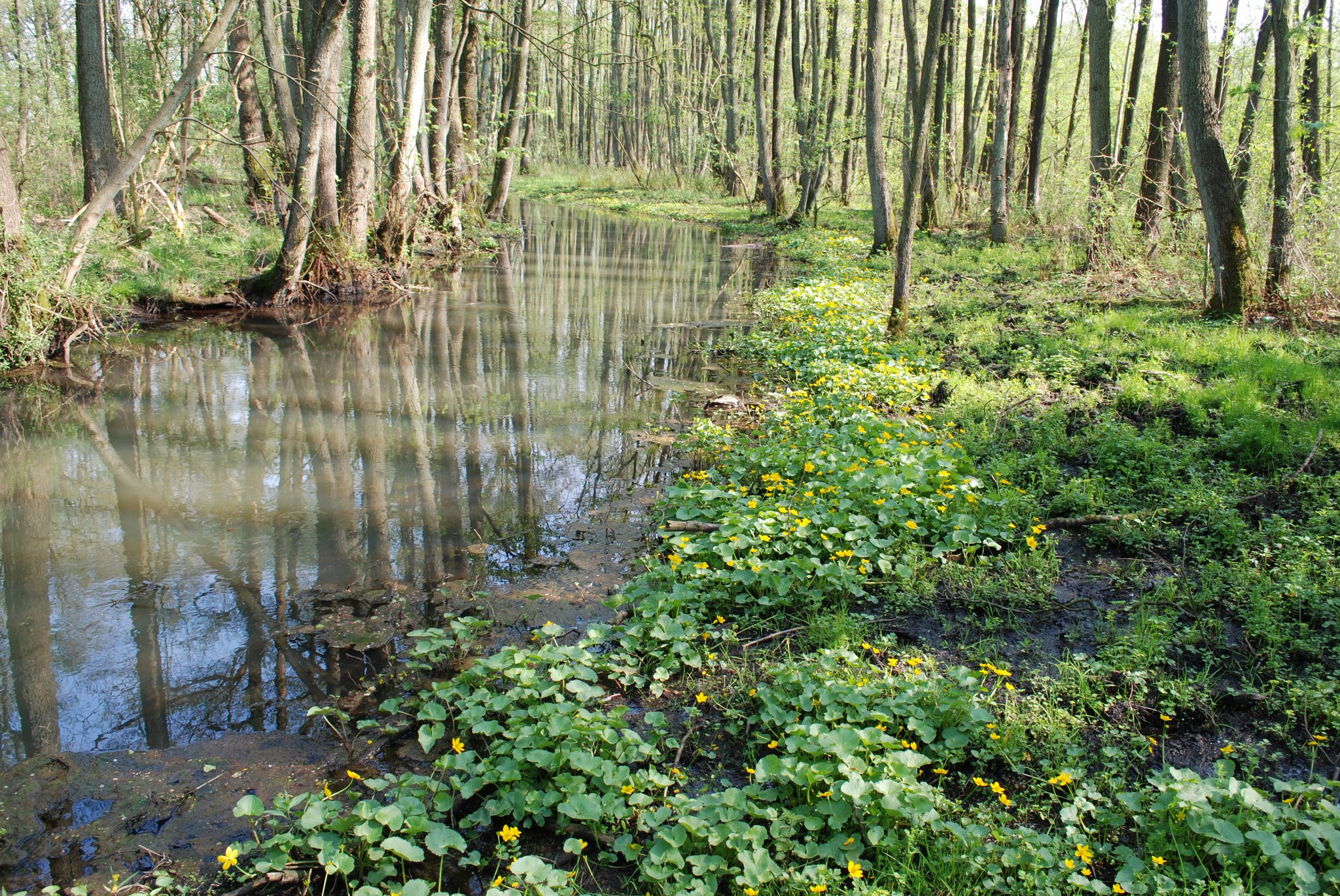 Der von der Stör durchflossene Auwald...