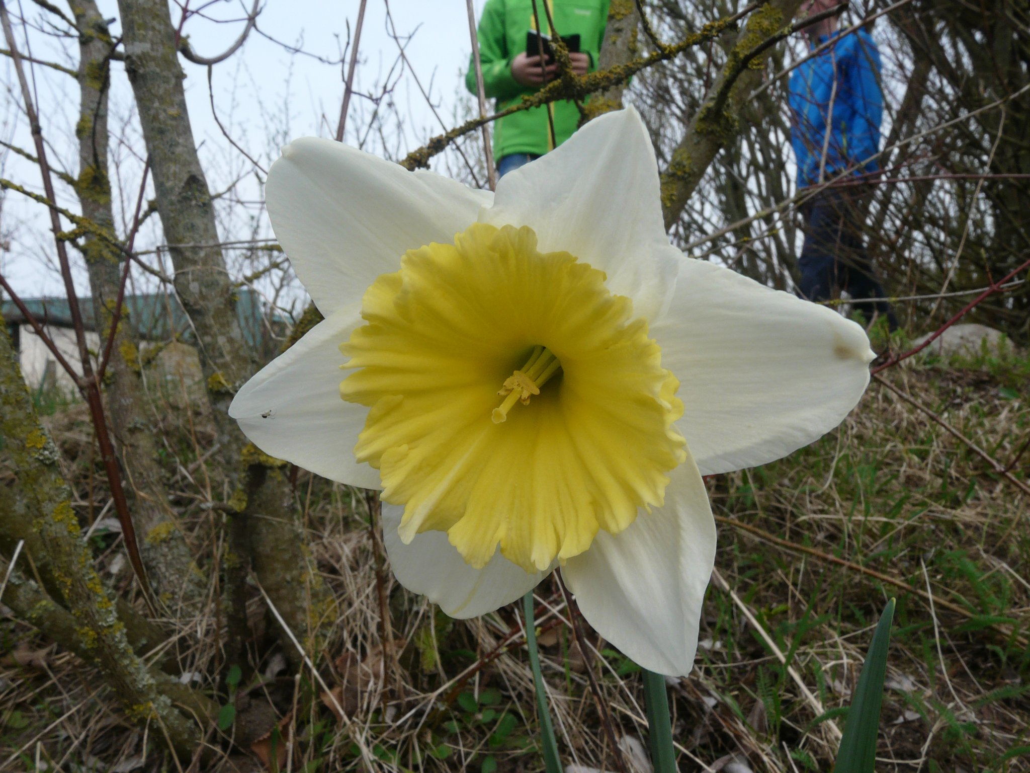 Frühjahrsbote und erste Nahrungsquelle für hungrige Insekten: Narzisse.
