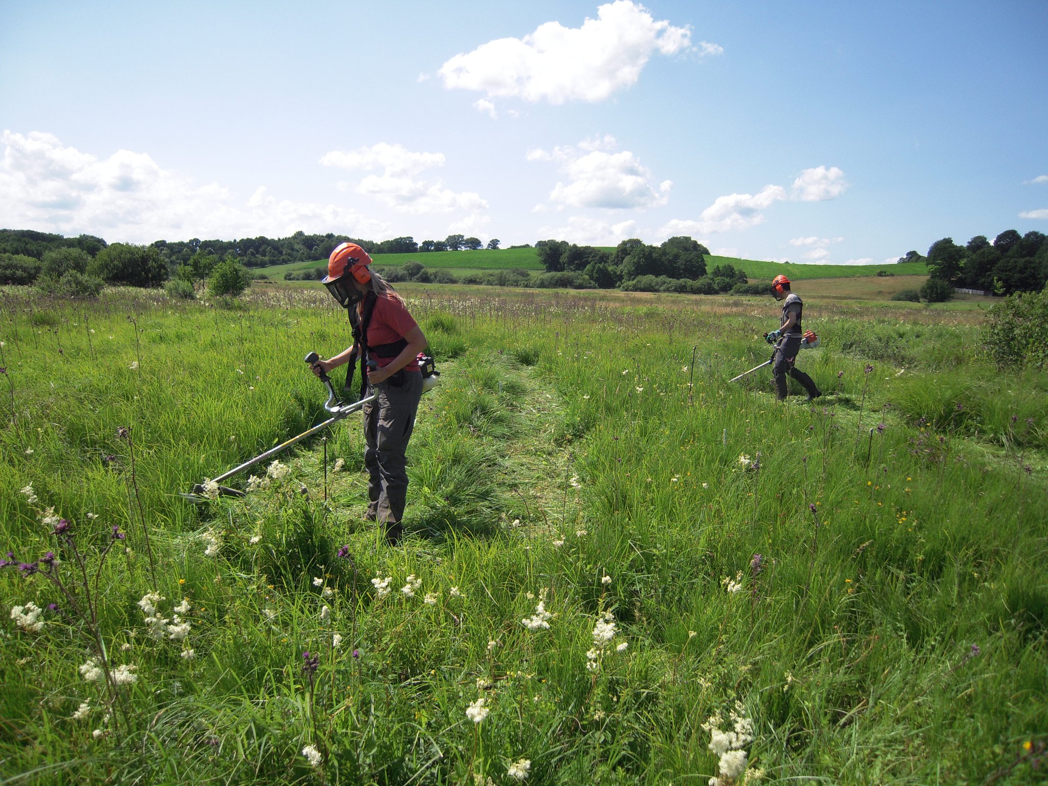 Mahd mit Freischneider.