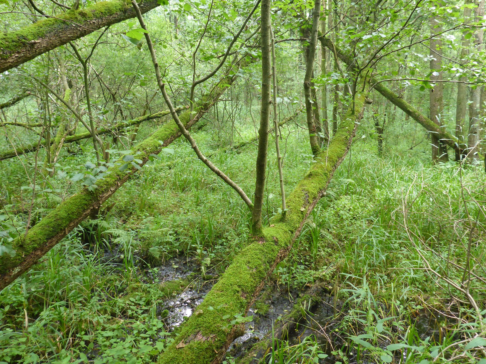 Ein bischen wie am Amazonas - Auwald-Wildnis an der Stör