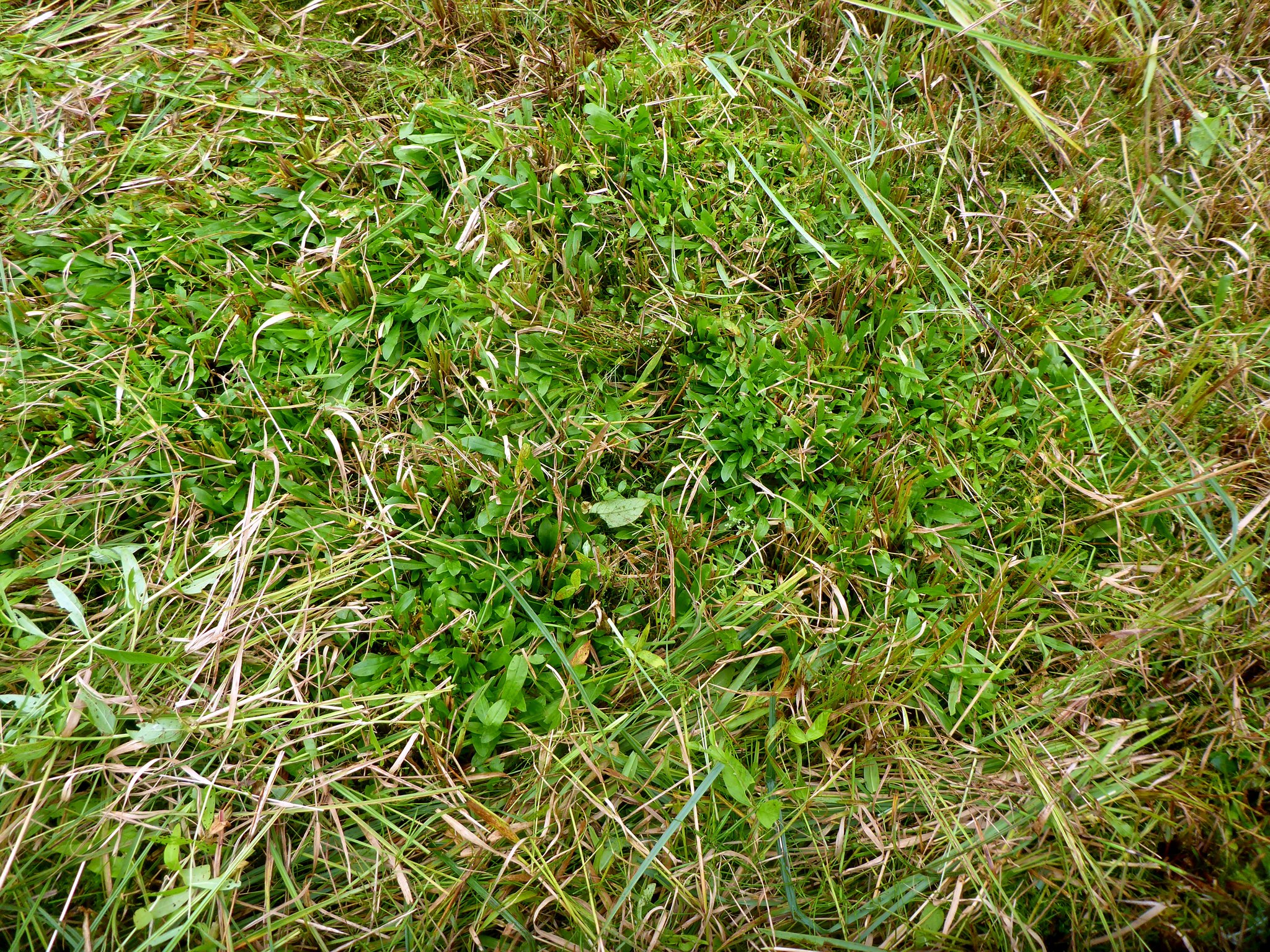 Großer "Plaggen" der Kuckuckslichtnelke.