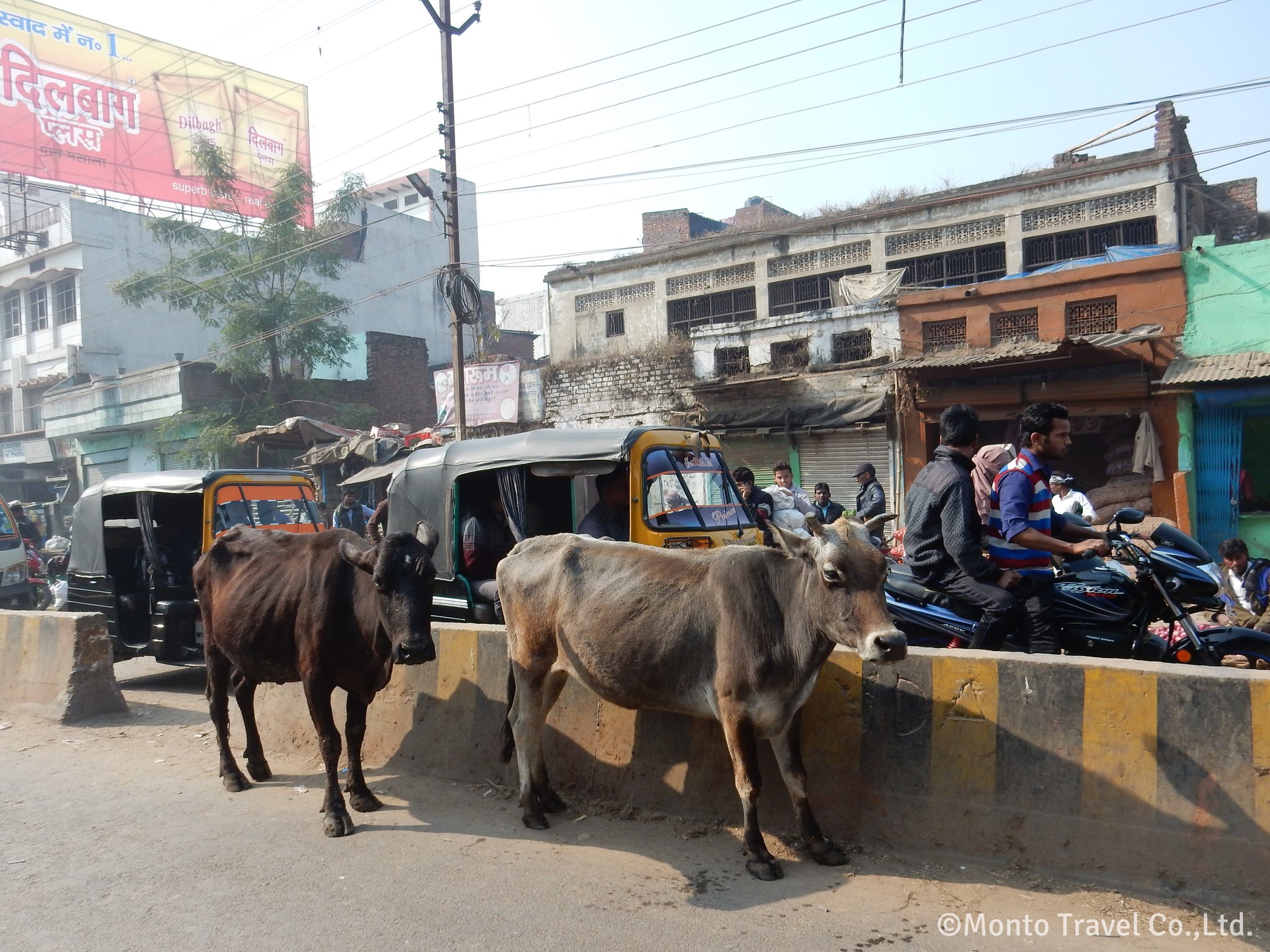 牛が悠然と歩く街角の風景　