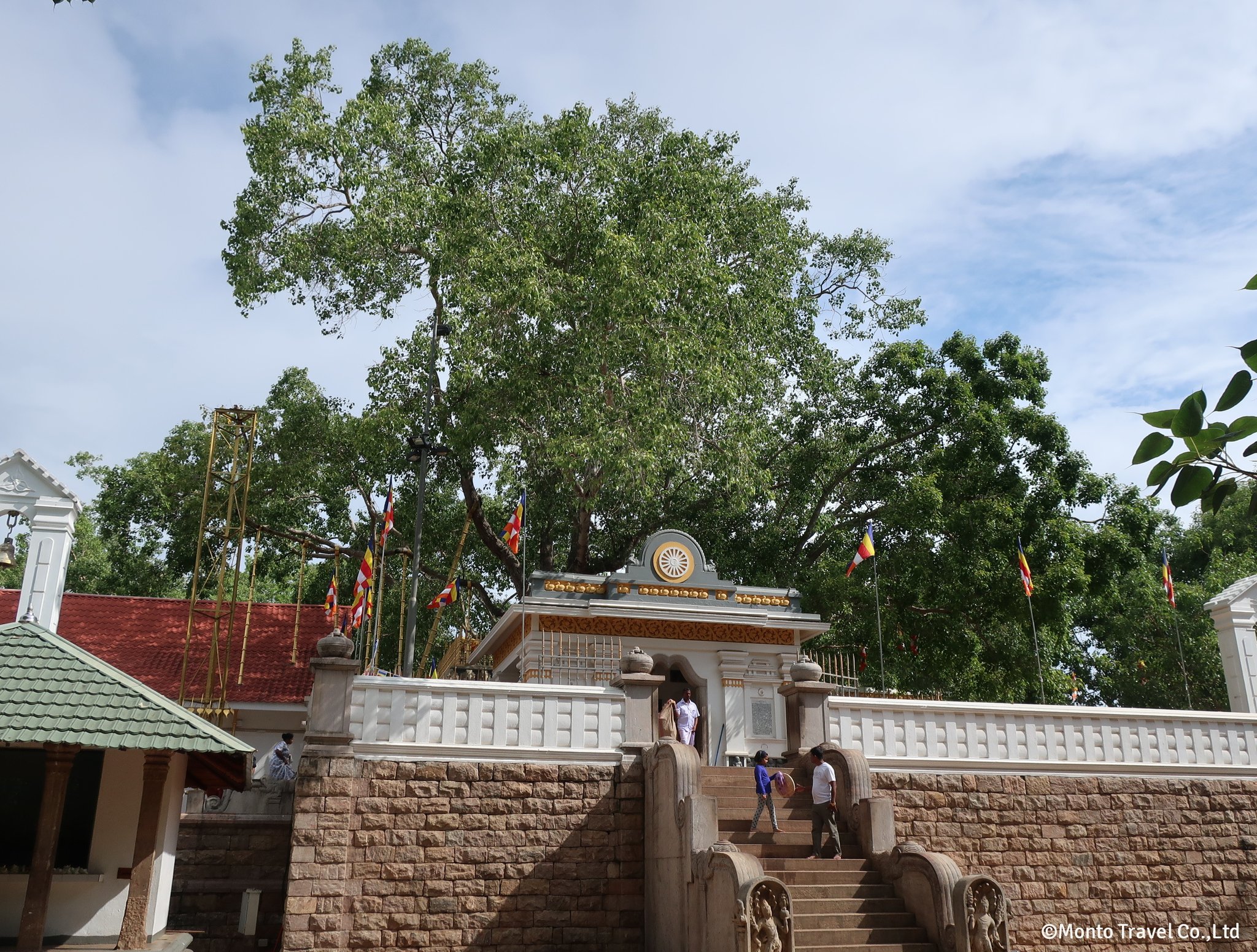 シュリー･マハー菩提樹