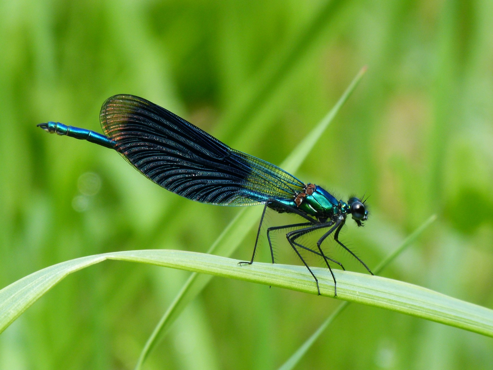 Gebänderte Prachtlibelle (Foto: Günter Farka)