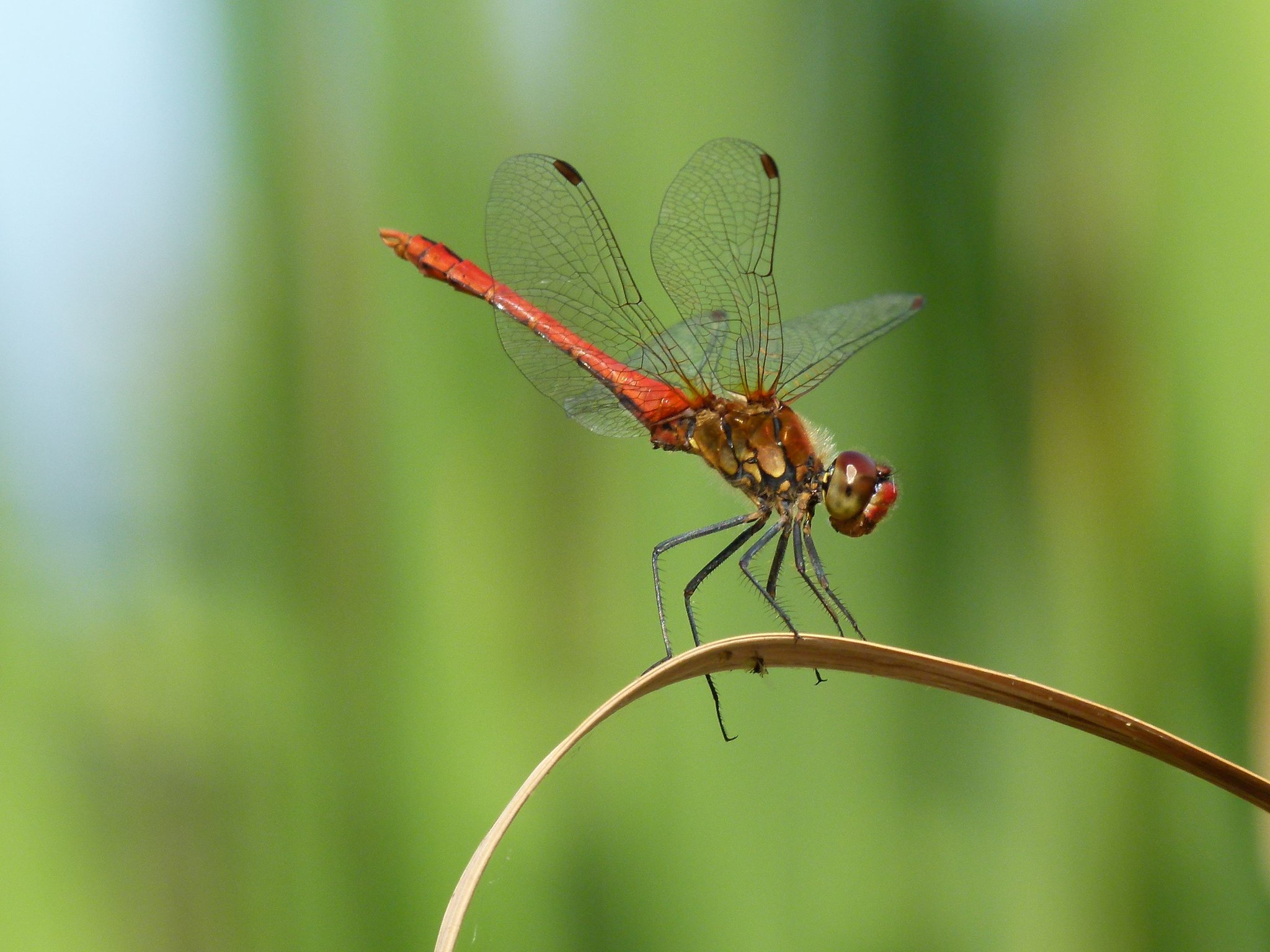 Blutrote Heidelibelle (Foto: Günter Farka)
