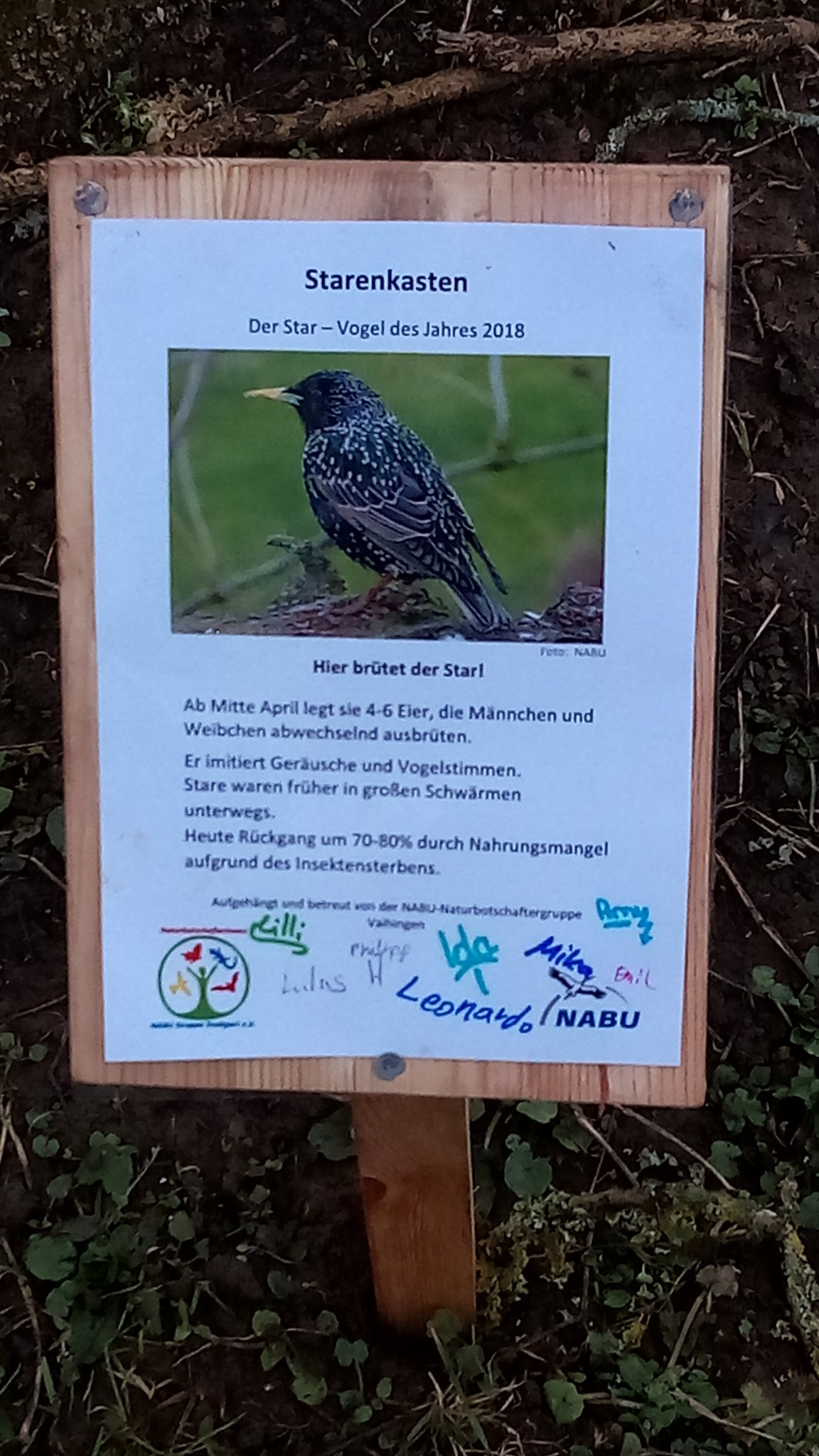 Tafel am selbstgebauten Starenkasten, M. Ruland