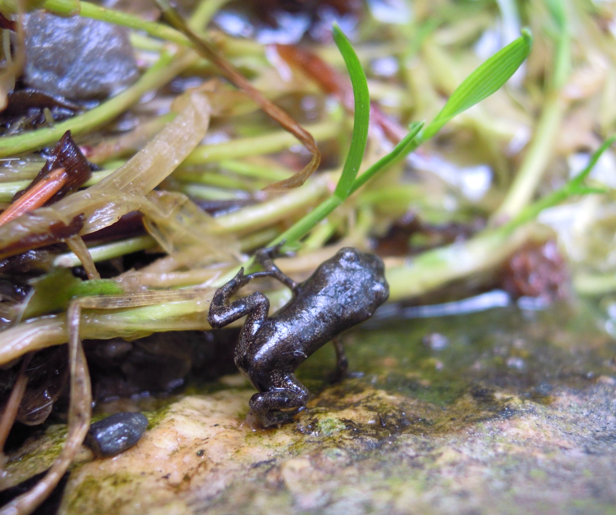 Junge Erdkröte, H. Walter