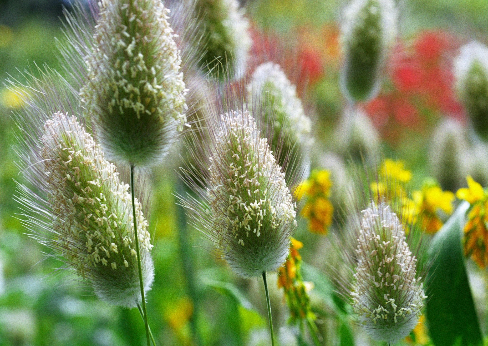 Bachblüten Therapie