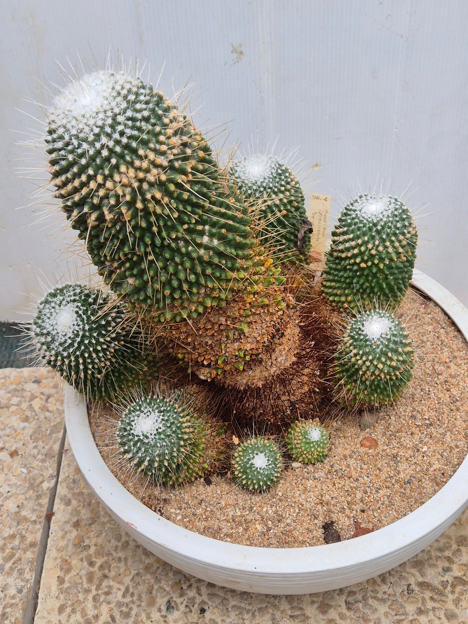 Mammillaria spinosissima