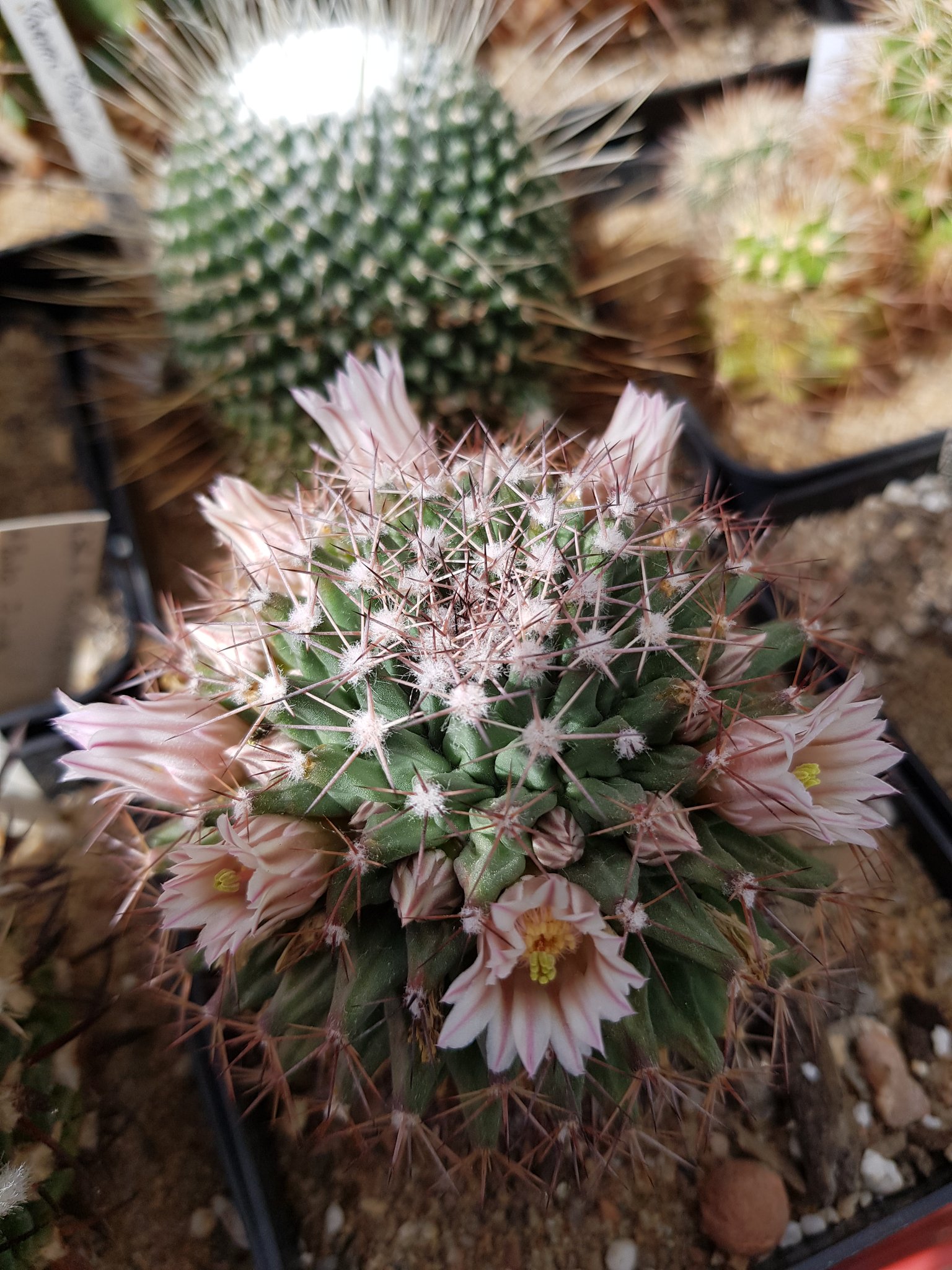 Mammillaria durangicola