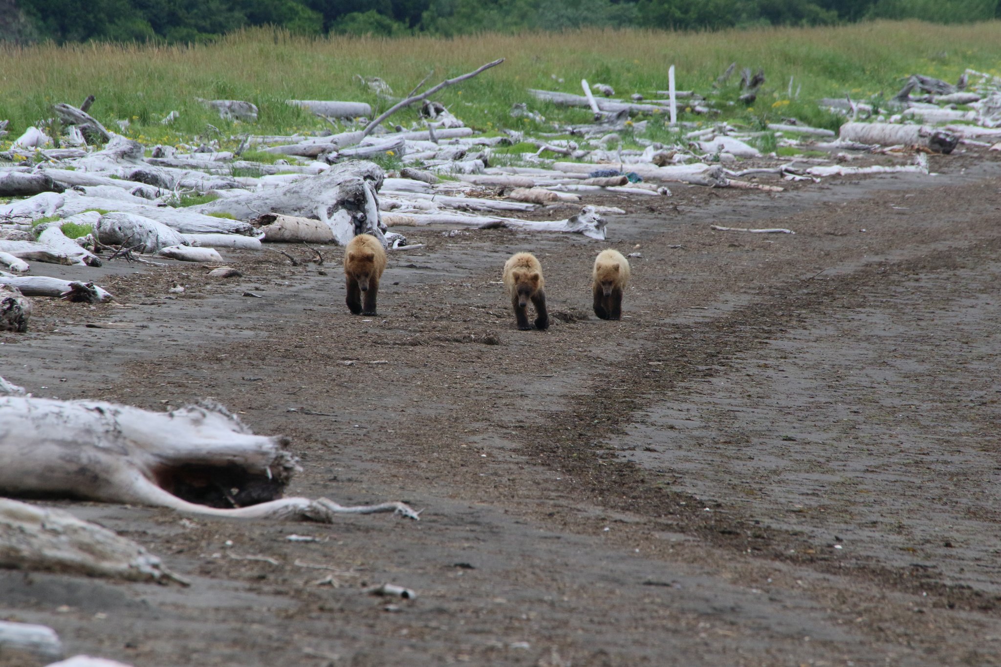 Katmai Nationalpark