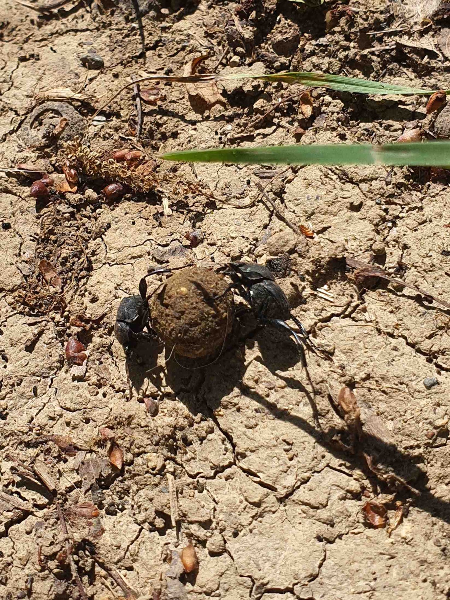 zwei Skarabäen rollen eine Dungkugel