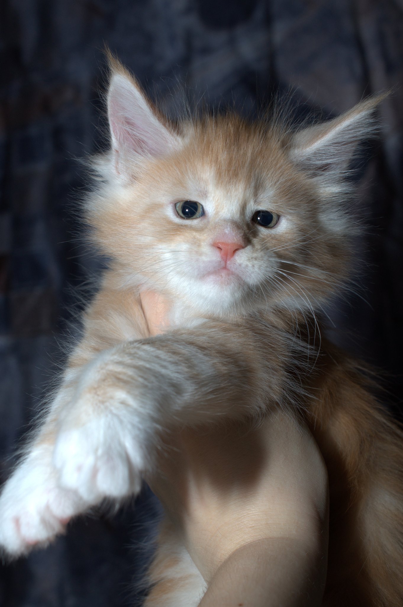 orange maine coon kitten