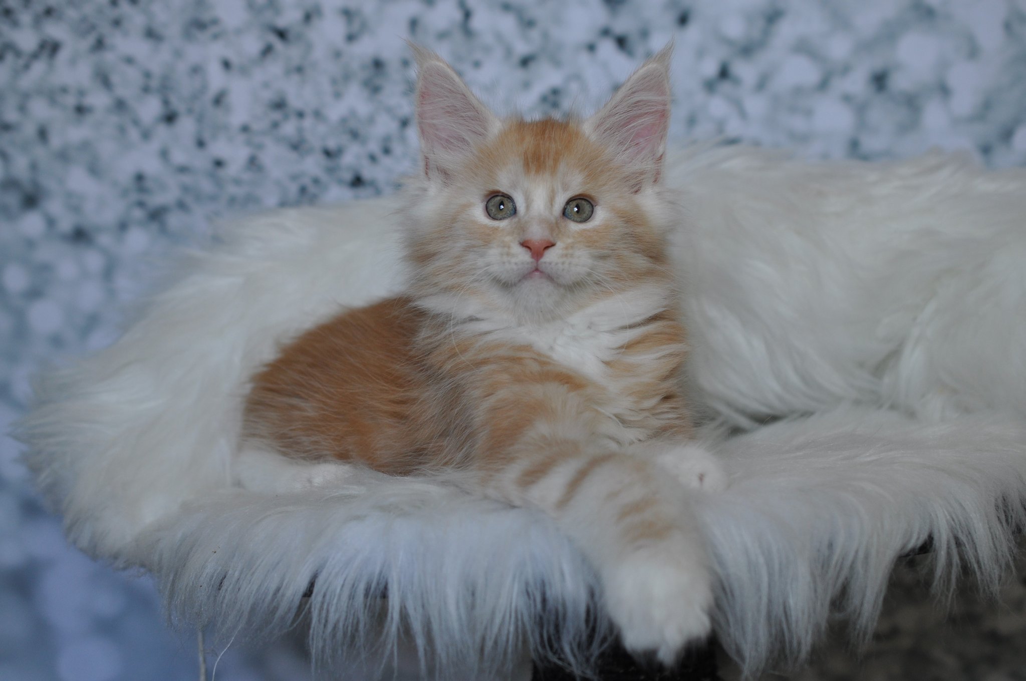 maine coon kittens