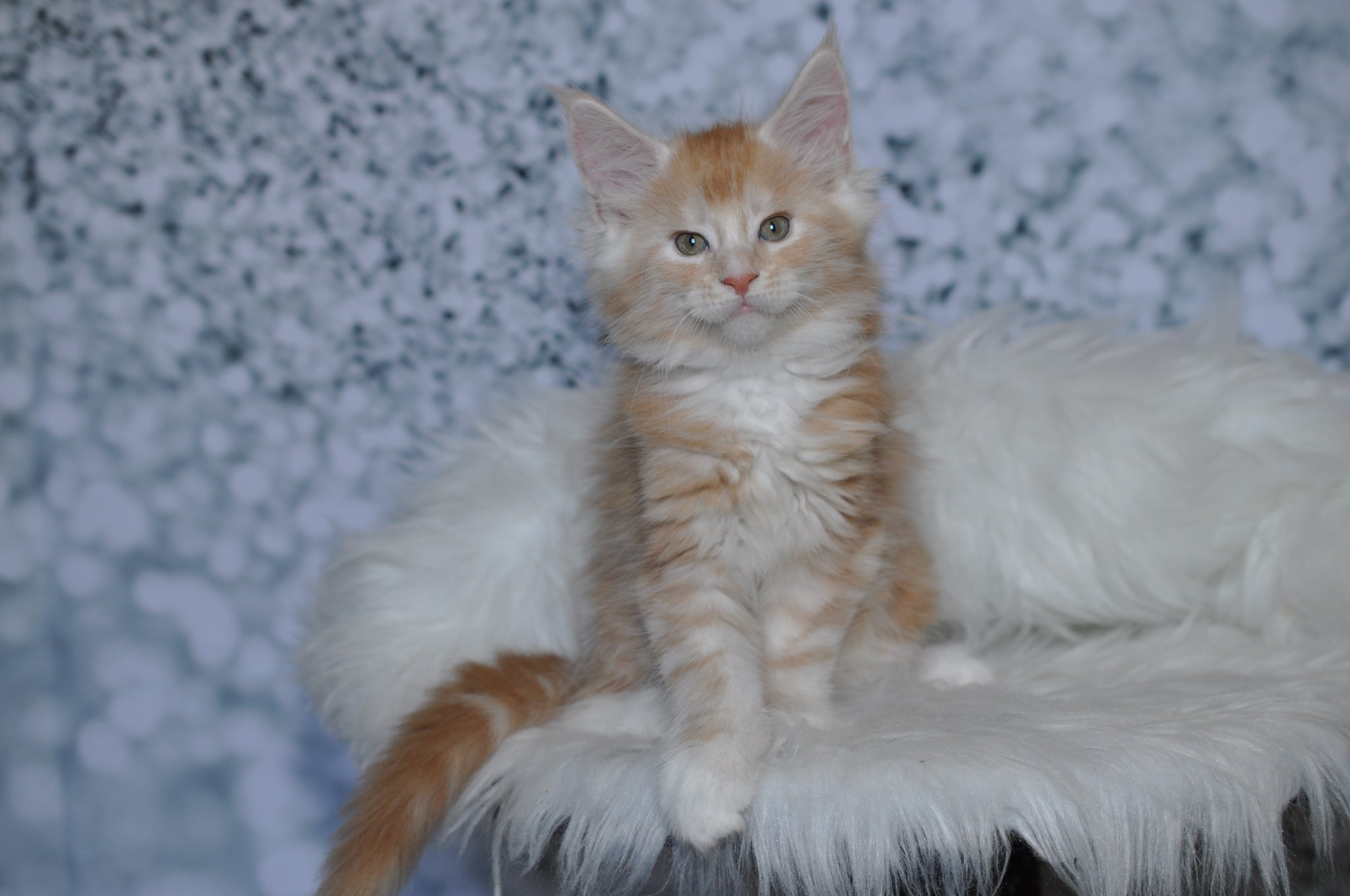 maine coon kittens for sale