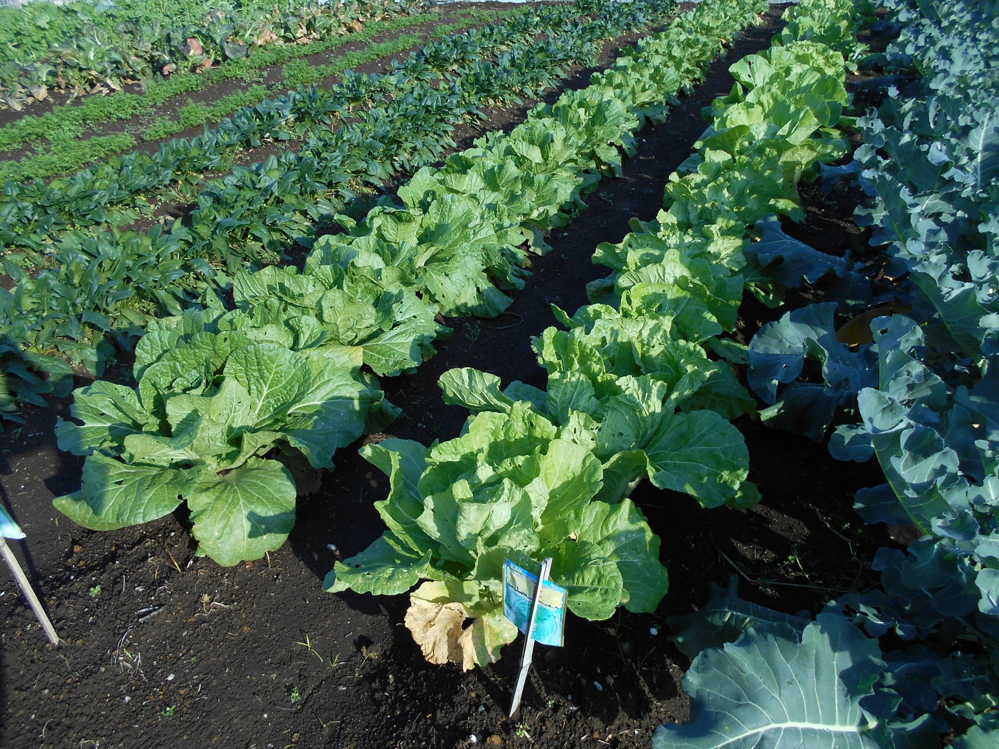 野菜を植えたり