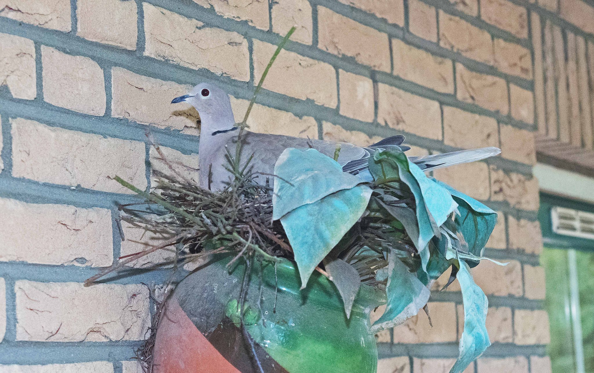 'doif is dood' naar Toon Hermans