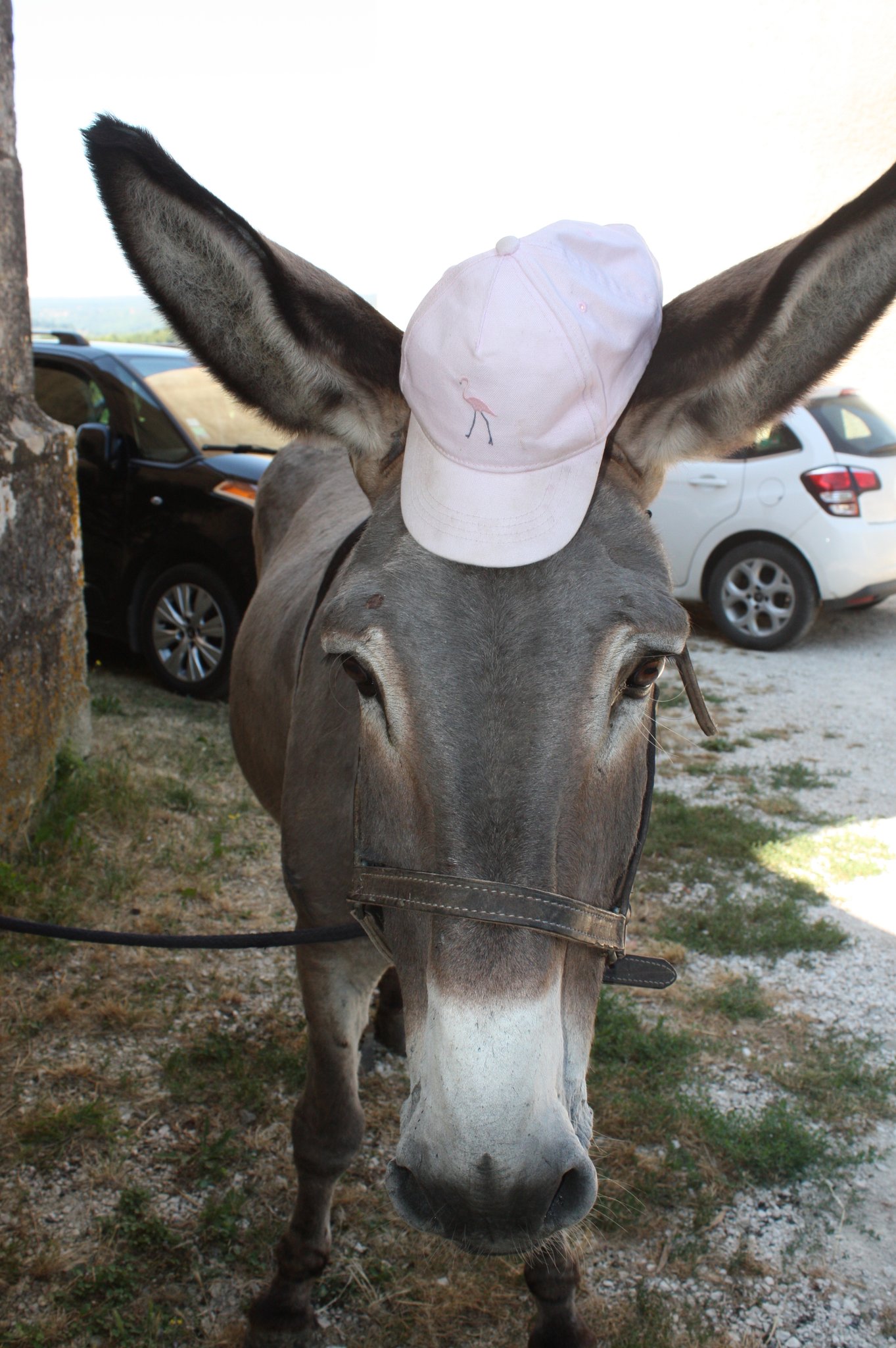 Lun. 6 août 2018 :  de St Peyronis à Puylagarde