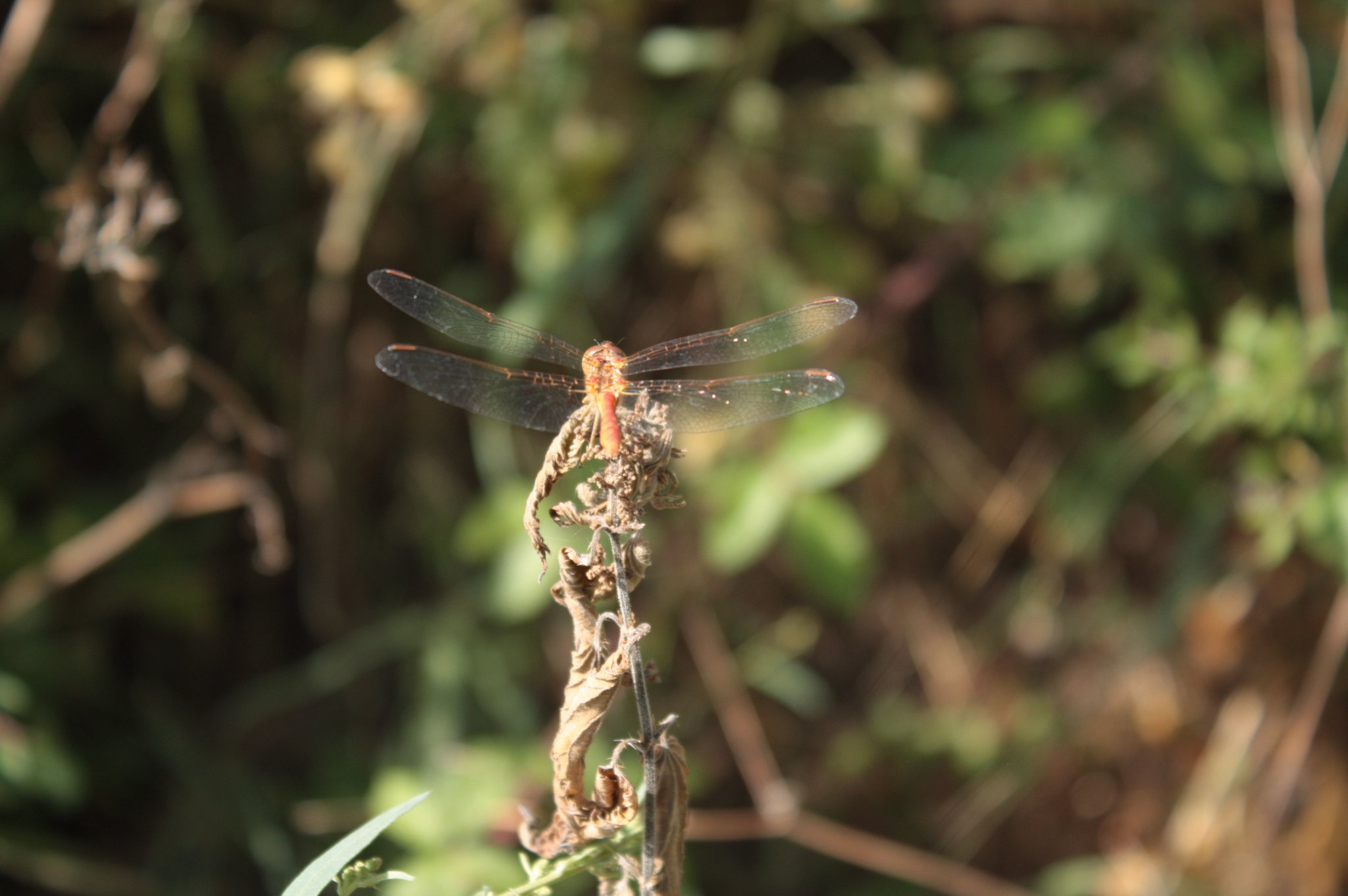 Mar. 7 août 2018 : de Puylagarde à Parisot