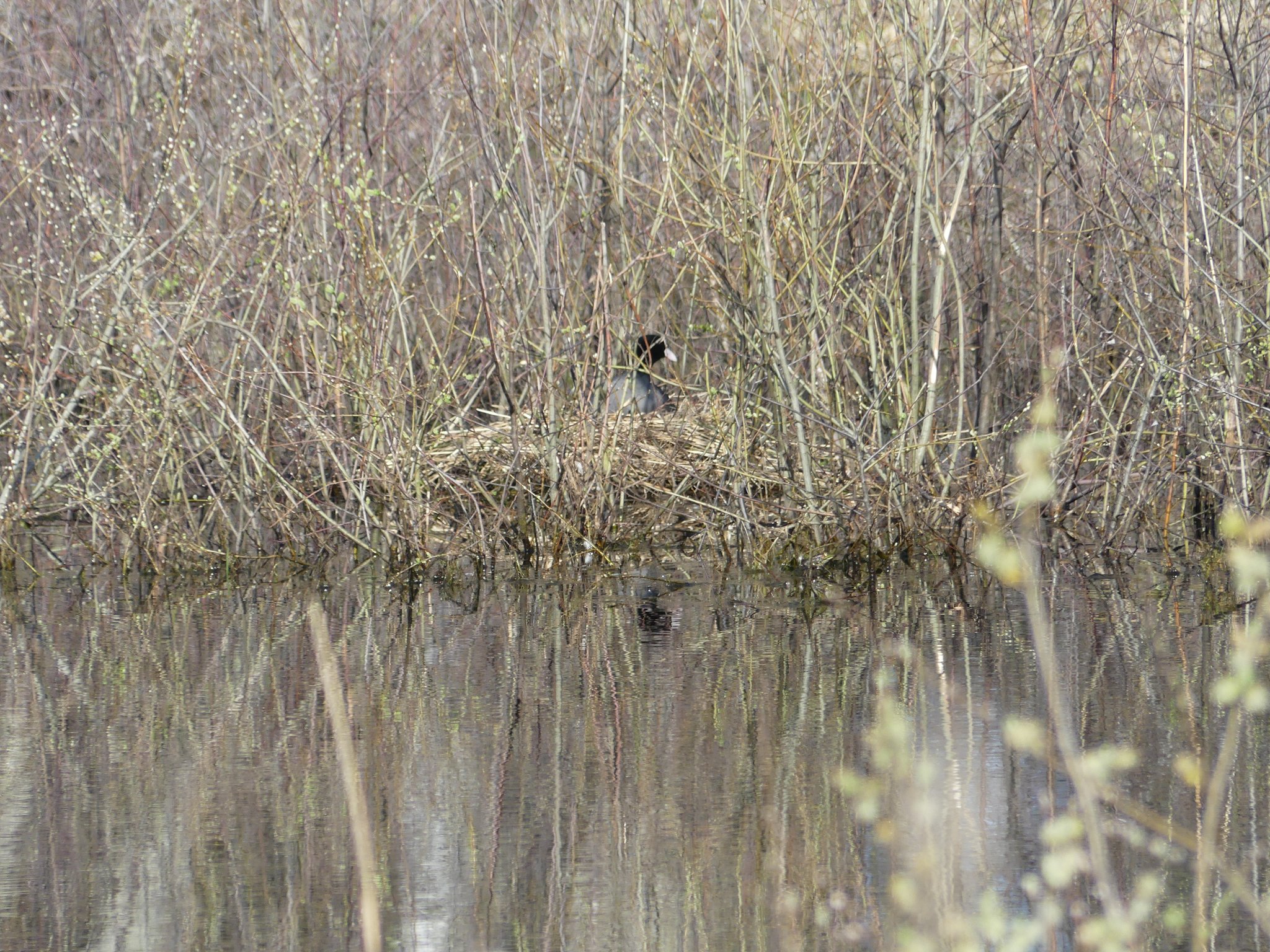 Nid de foulque macroule