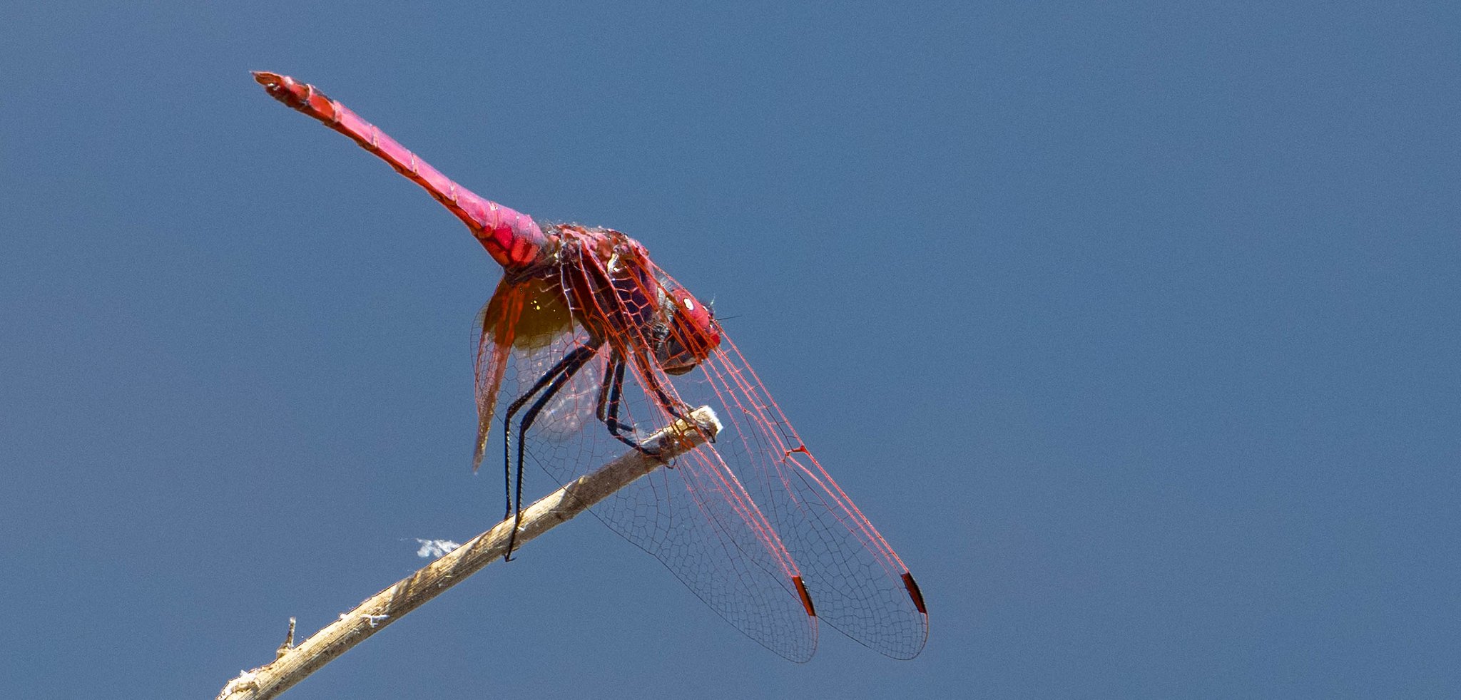 Trithemis annulata (photo Jean Deschâtres)