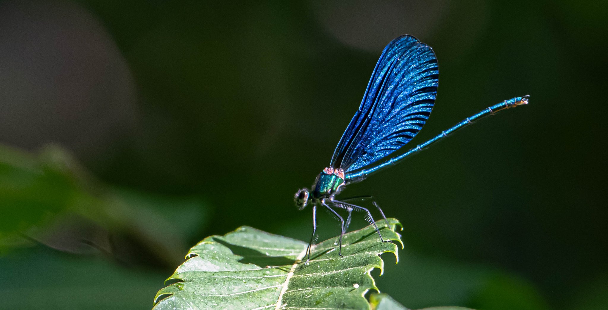 Calopterix virgo de plus prêt (photo Jean Deschâtres)