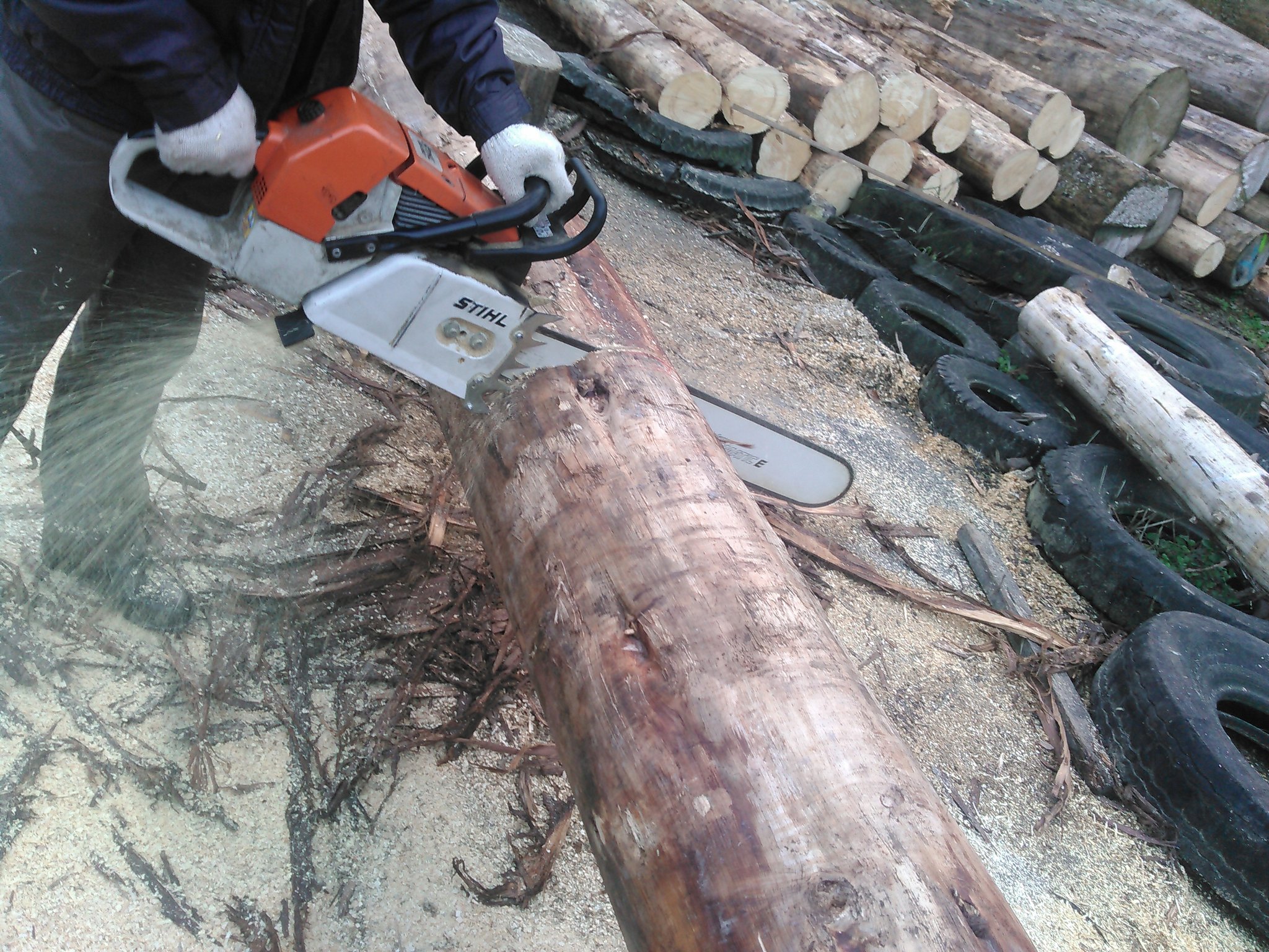 ベイヒバの玉切り（丸太切り）