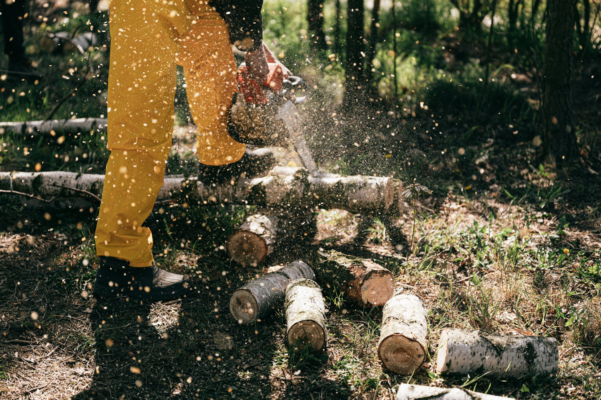 Close-up of a Stihl chainsaw cutting through a silver birch log.