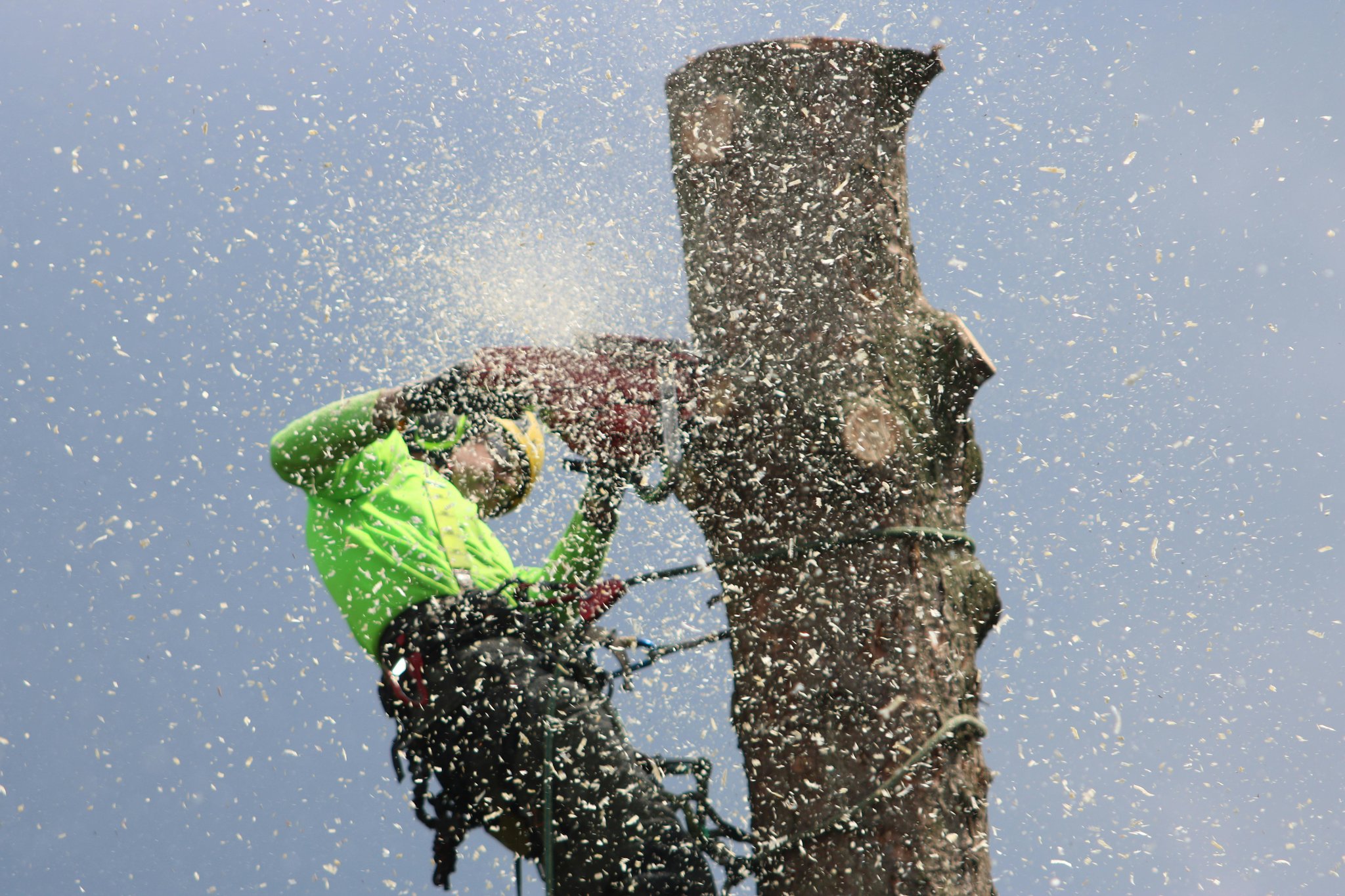 Tree surgeon suspended by ropes using a chainsaw to remove the top of a large tree.