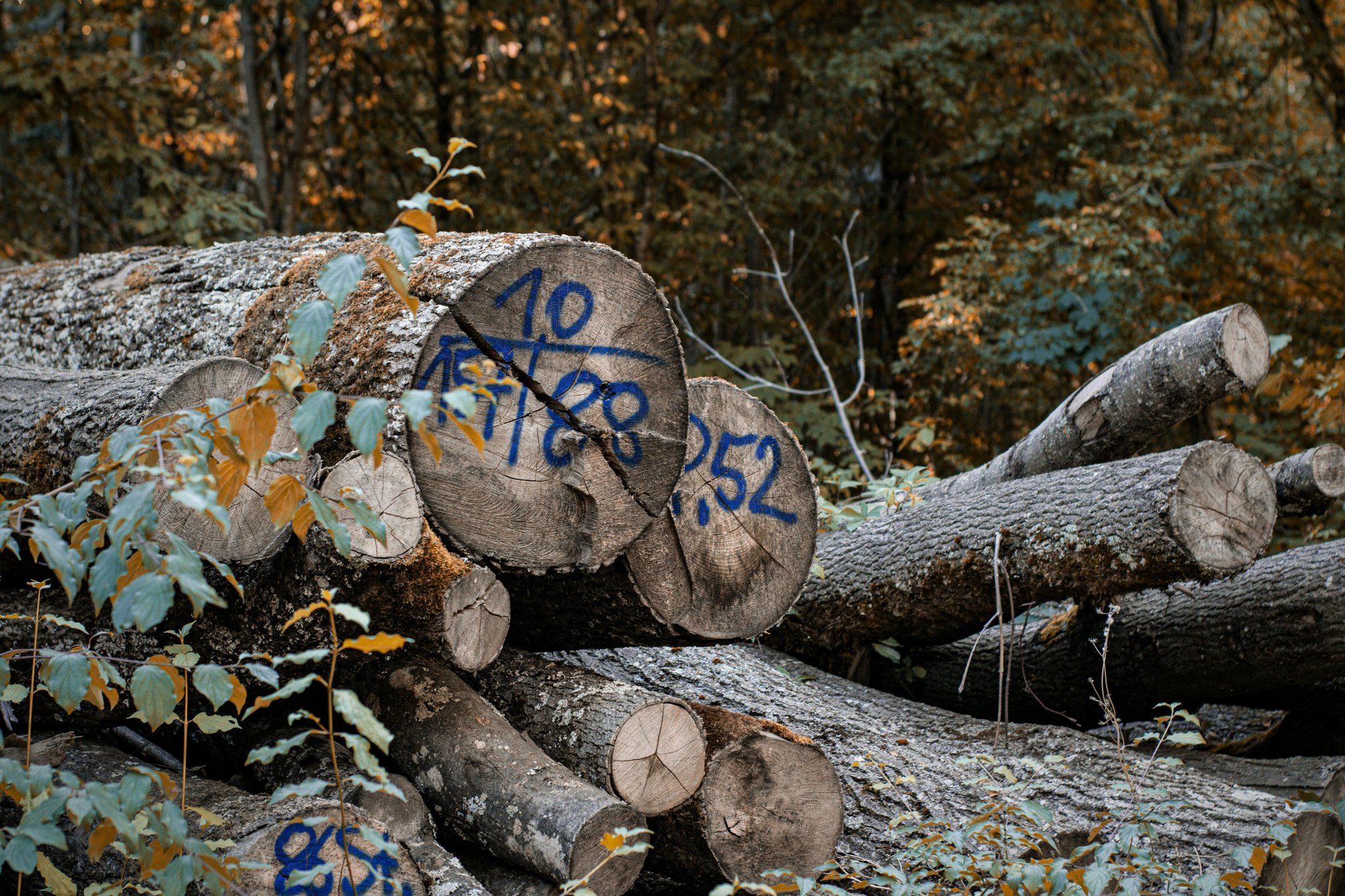 A pile of logs lying in a forest