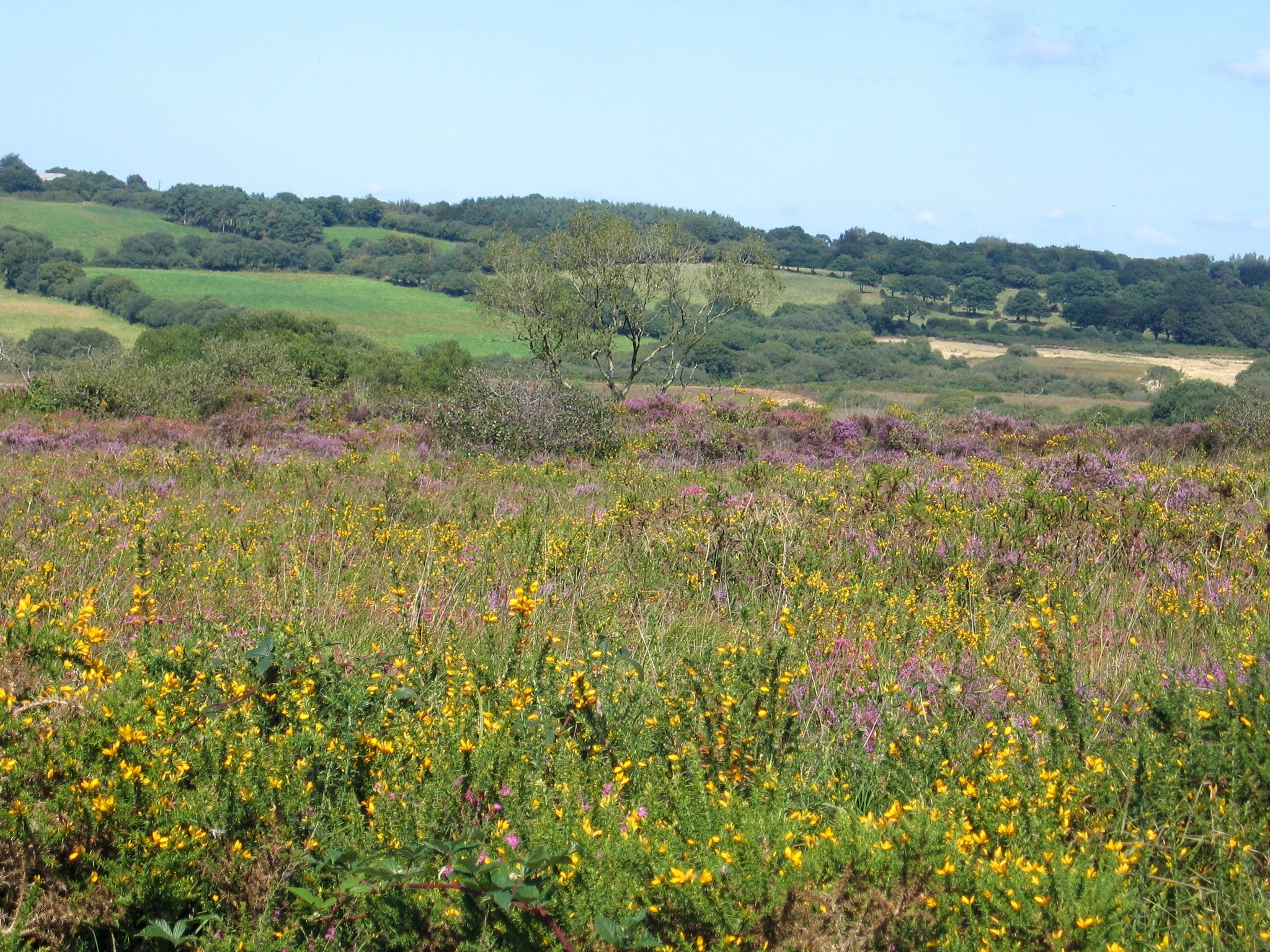 Bolazec Landes de Corn ar Harz