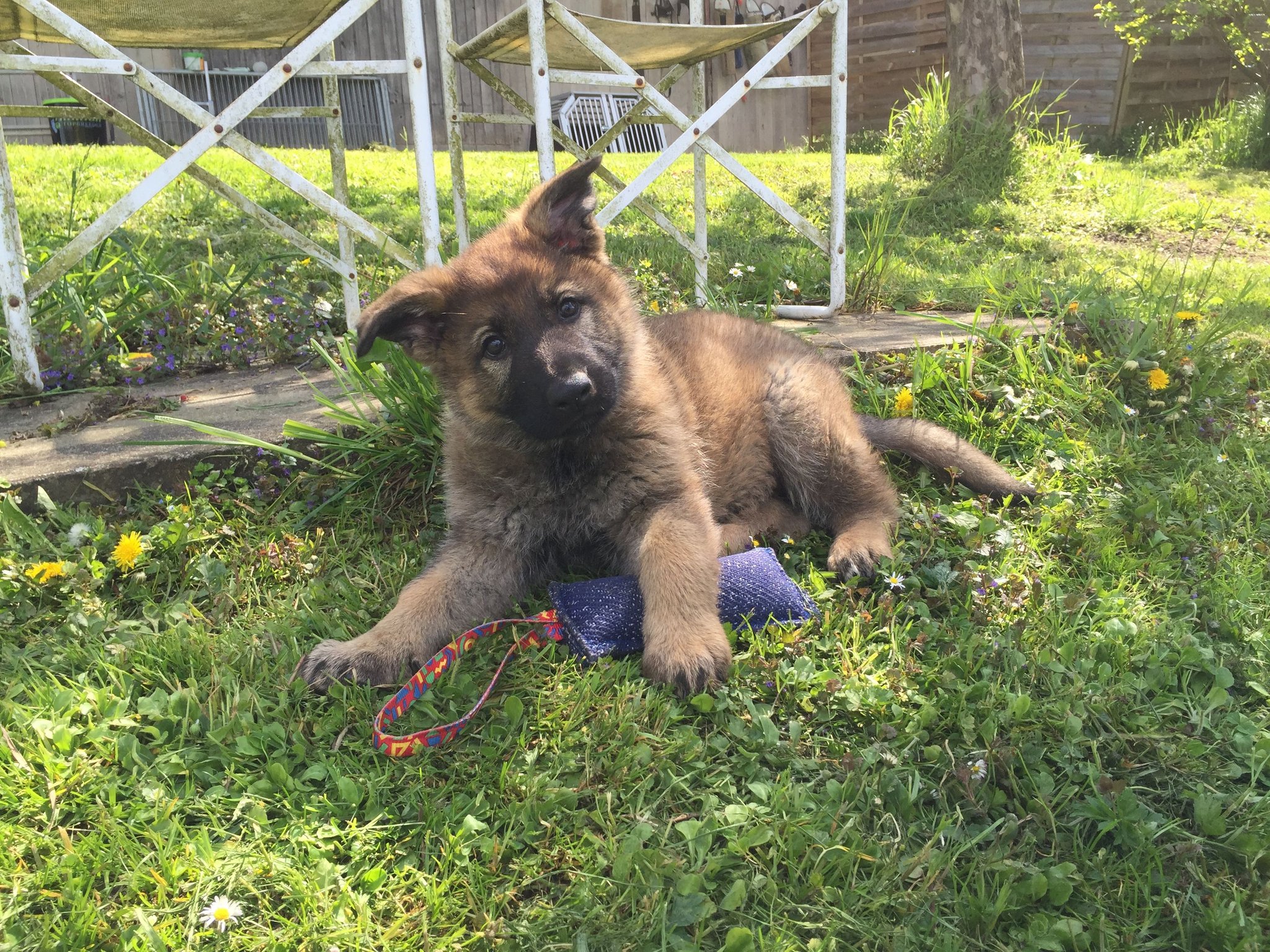 Vega von der Gletscherhöhle; 8 Wochen alt