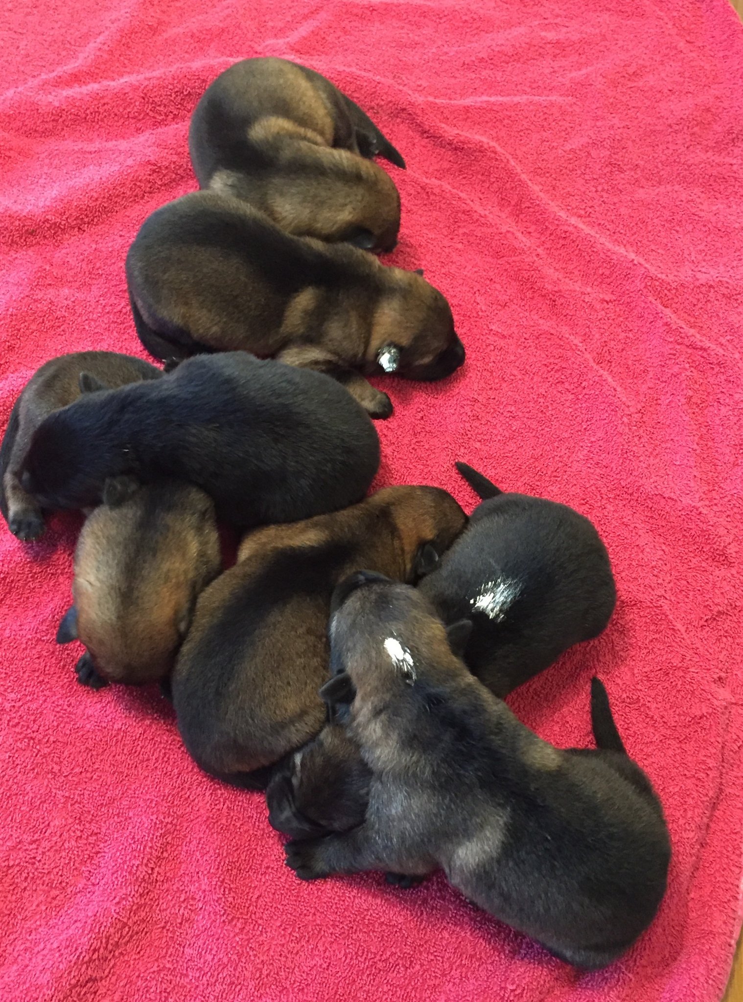 W-Wurf von der Gletscherhöhle