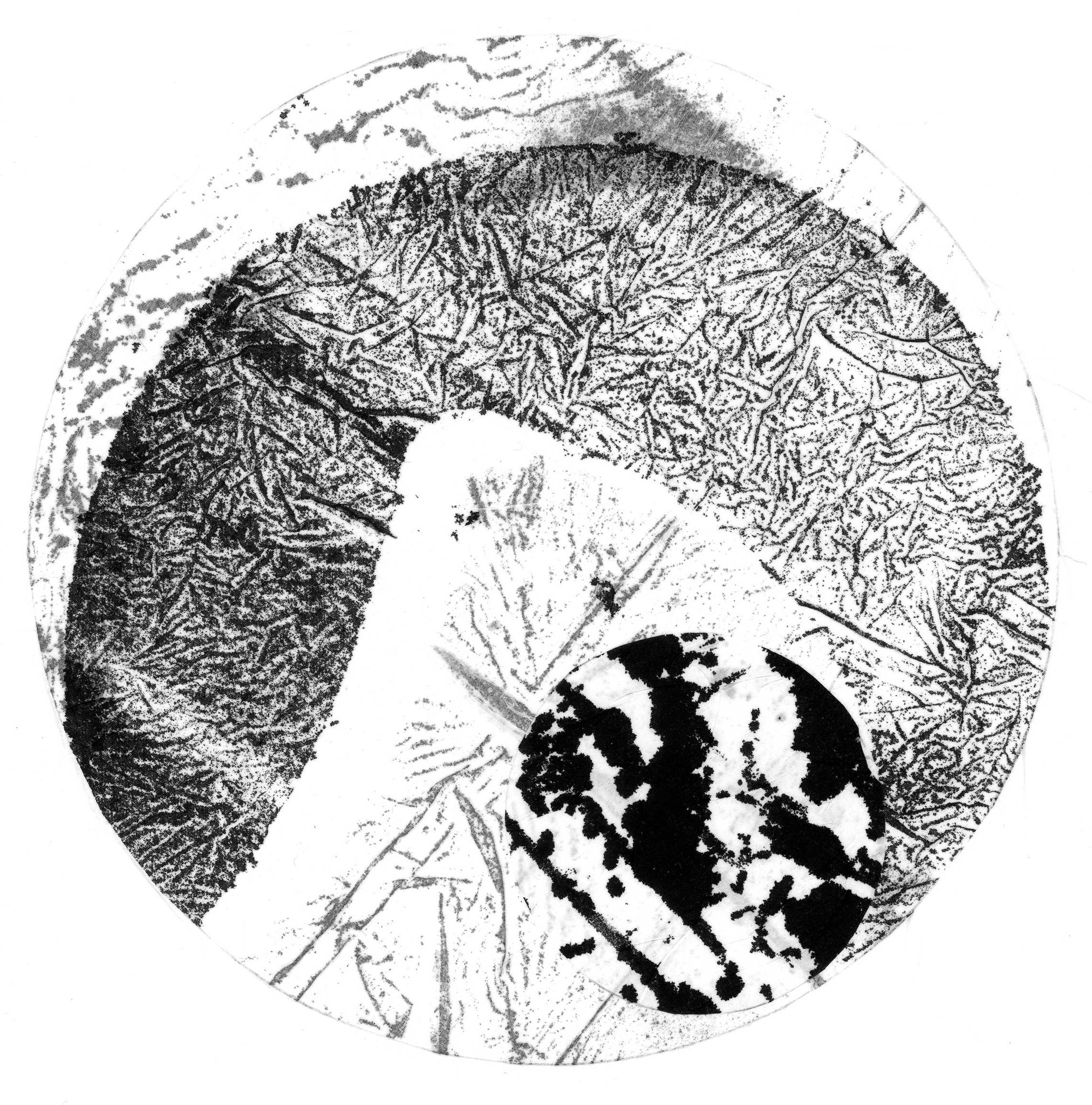 "Comme une fleur 2" - encre de chine sur papier mouchoir - diamtre 18cm