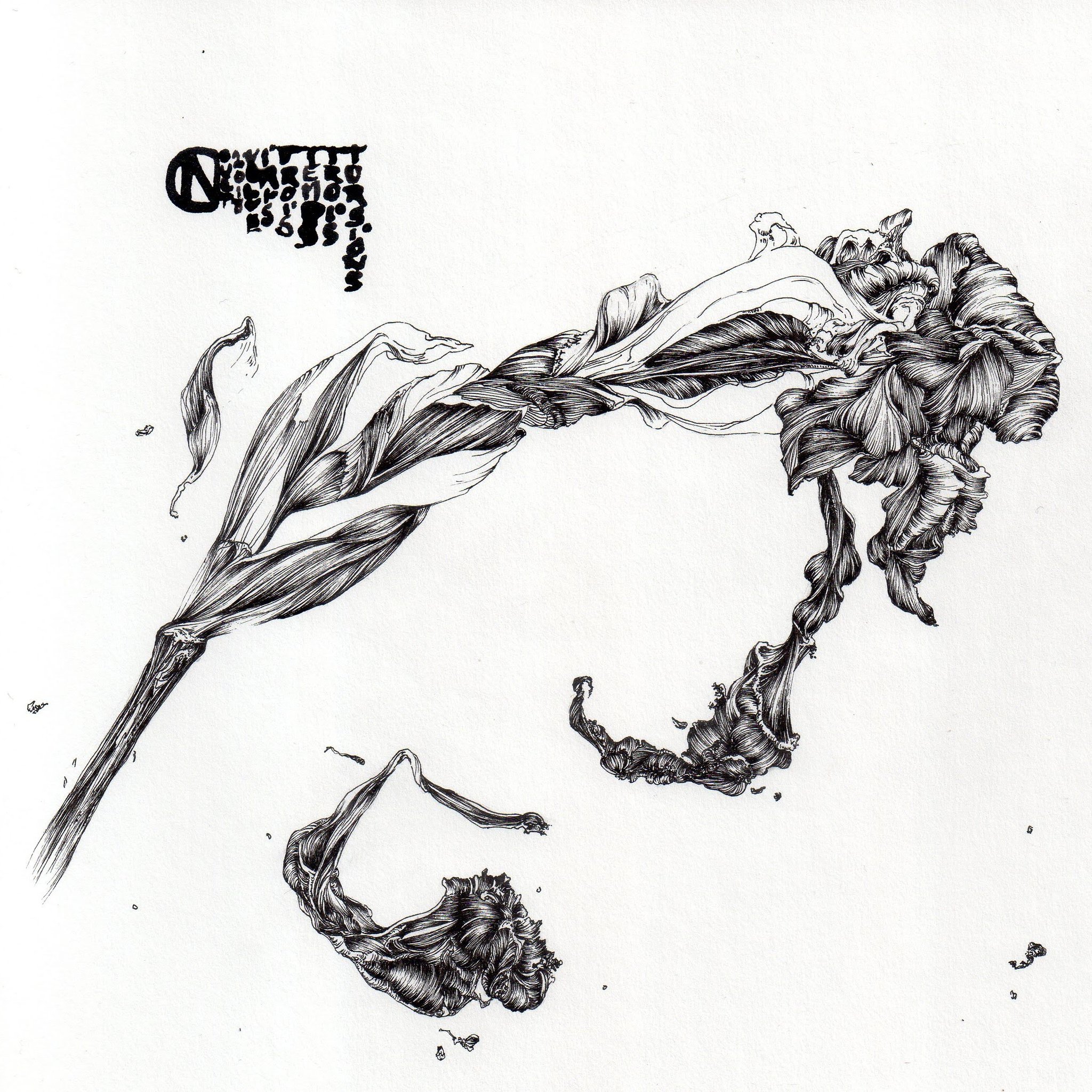 "Iris en contorsion" - encre - 20 x 20 - Oeuvre de Carole Nouet.