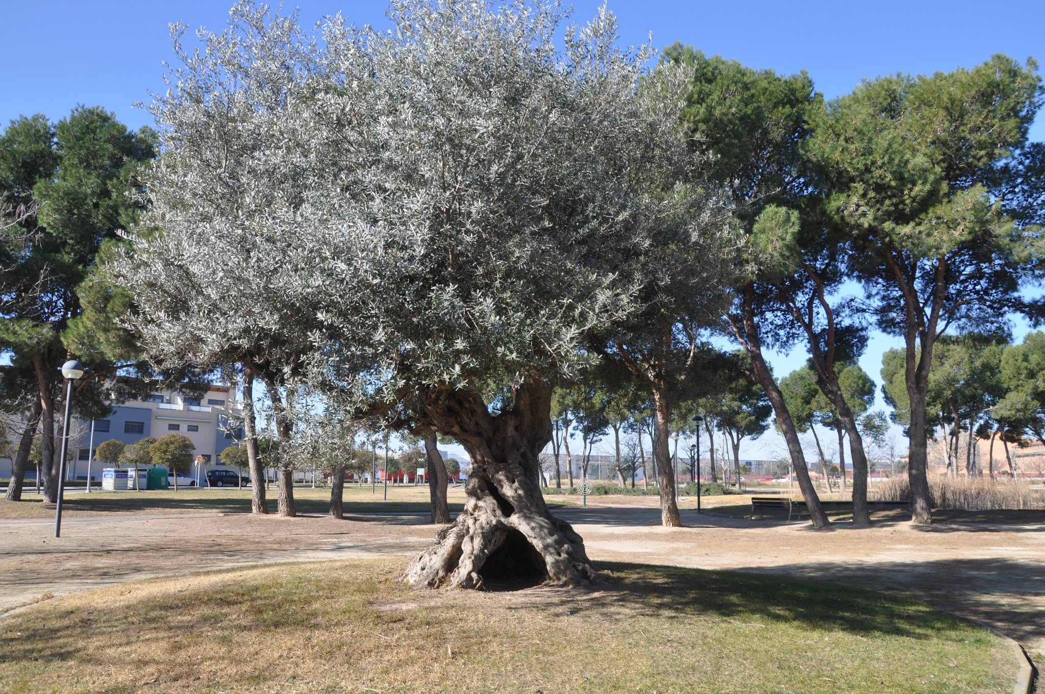 Bel olivier centenaire