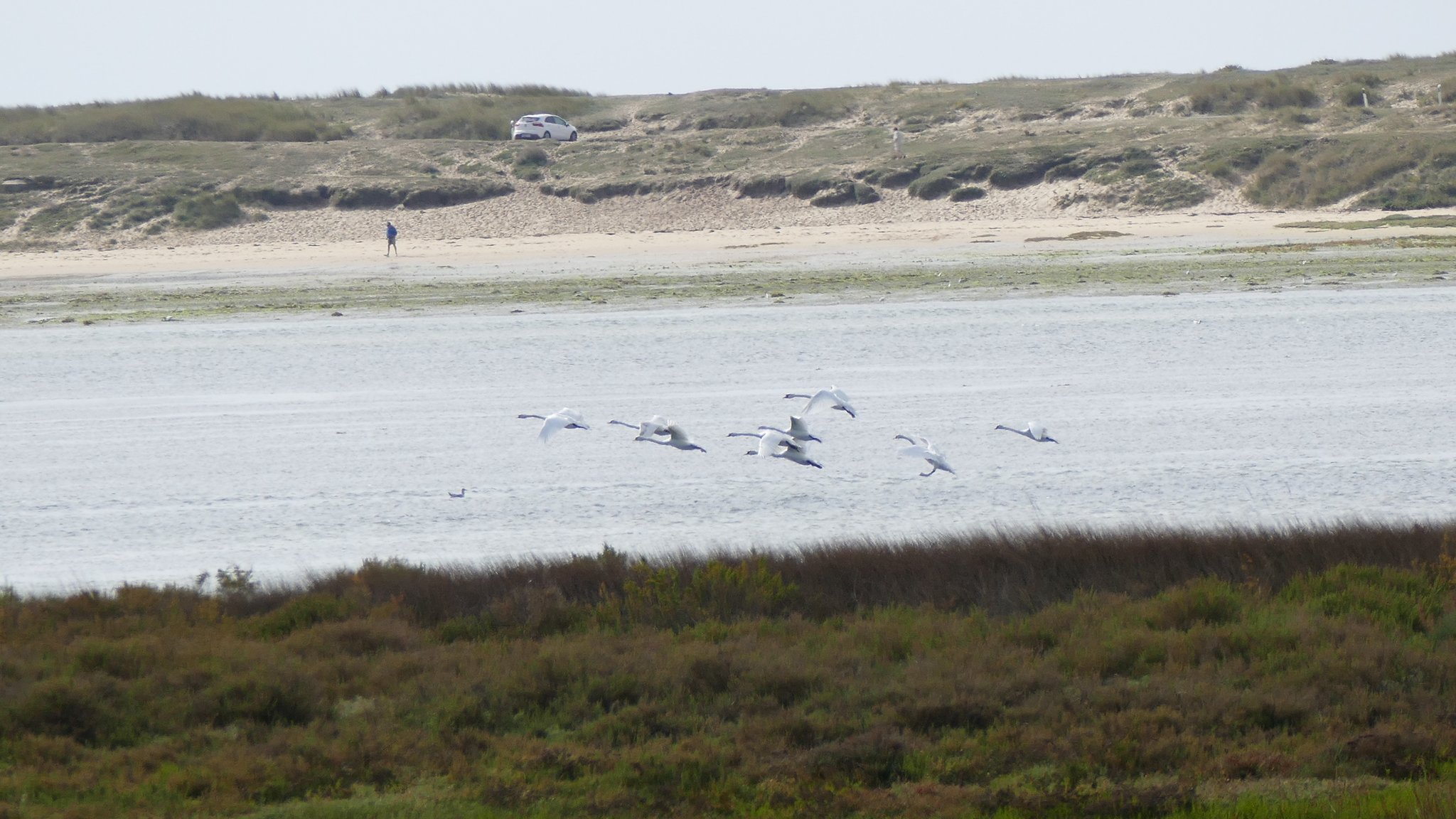 Riantec - Envol de cygnes à Kerner