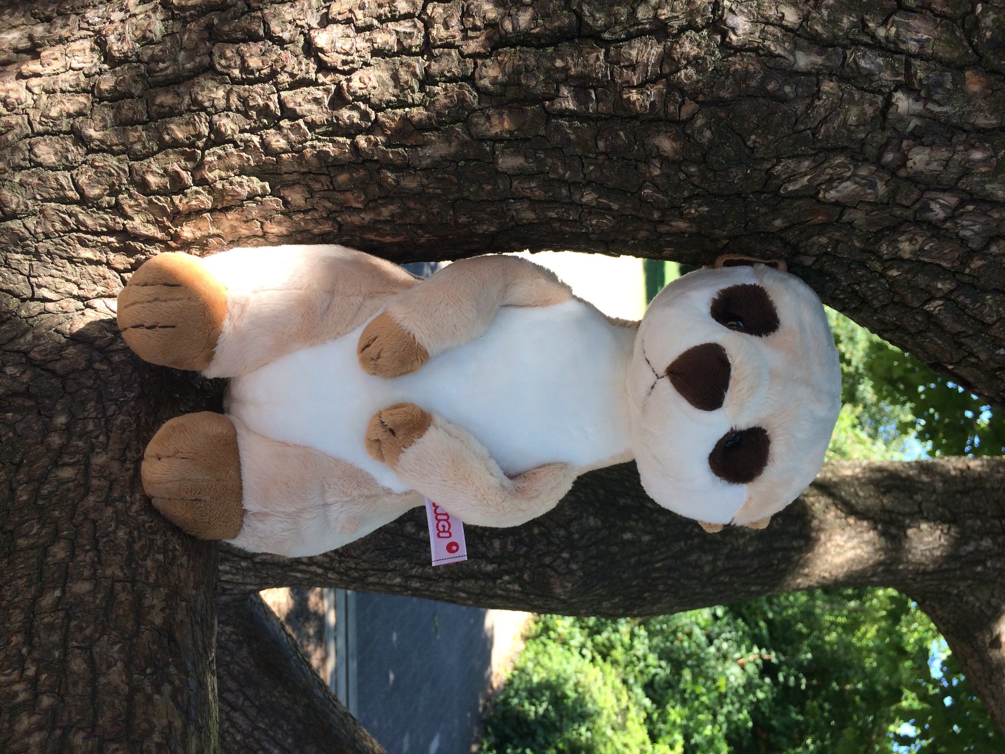 Klasse 4b - Klassenlehrer Herr Brauer - Klassentier Eddi, das Erdmännchen