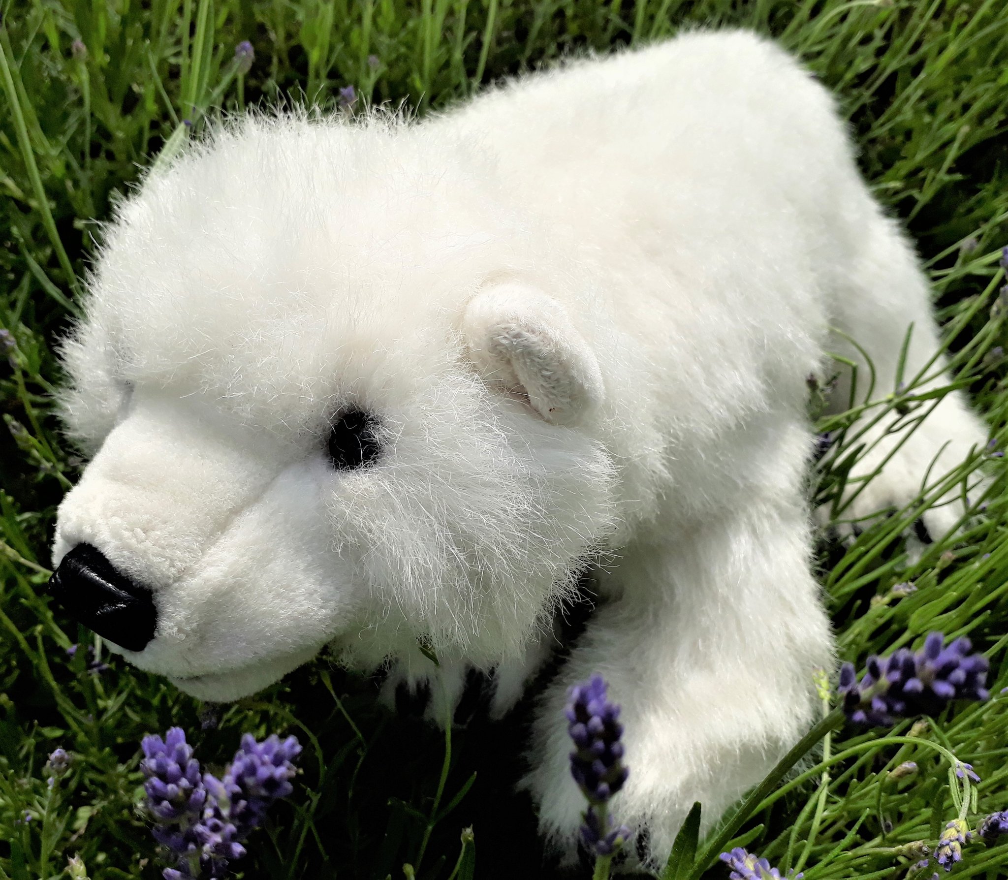 Klasse 2c - Klassenlehrerin Frau Münch - Klassentier Ole, der Eisbär