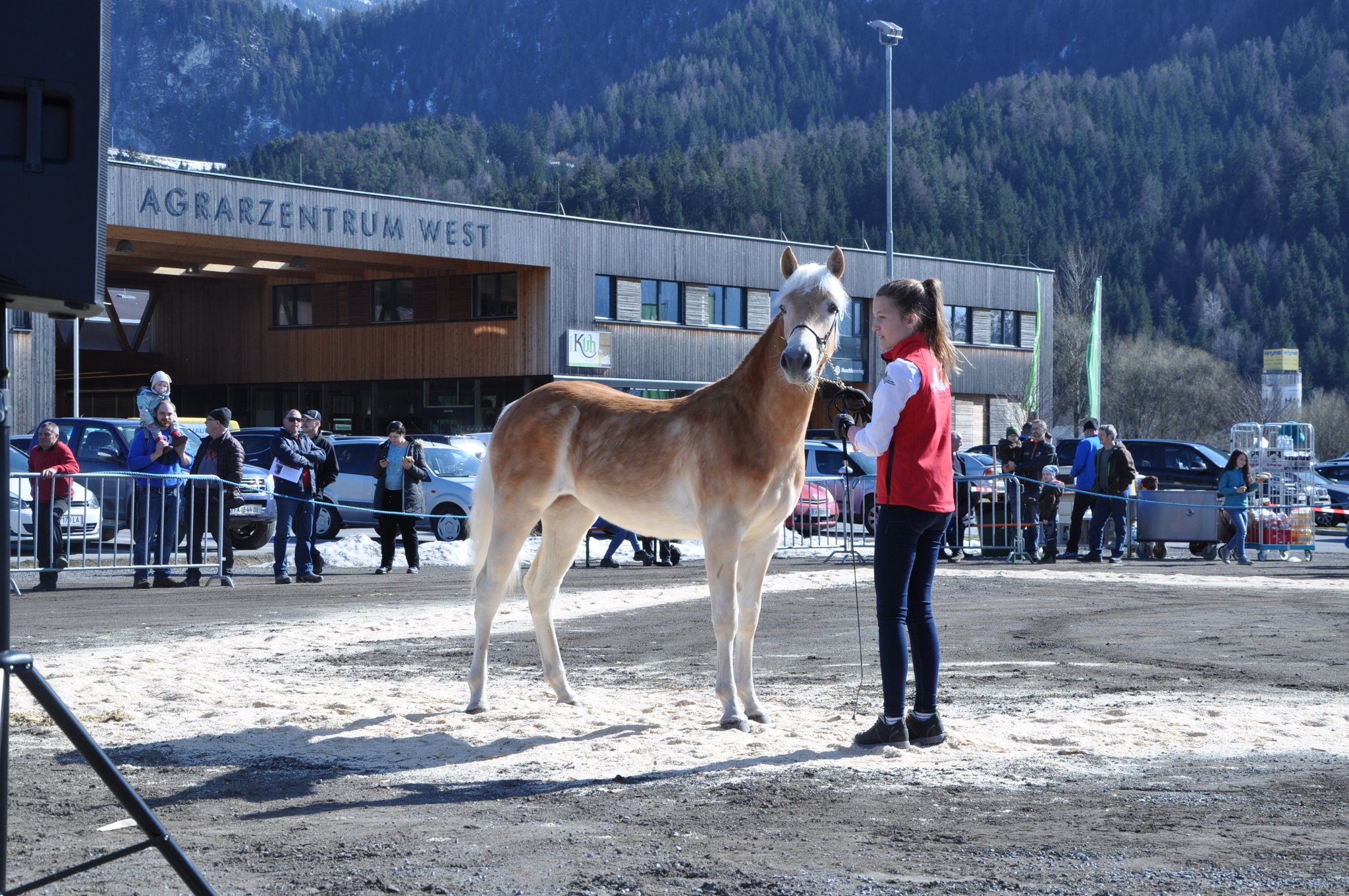 Kat.Nr 119 Cimara geb. 11.04.2017 M: 18992/T Carmella V: liz.281/T Almquell Züchter u. Besitzer: Bernhart Raimund, Prutz