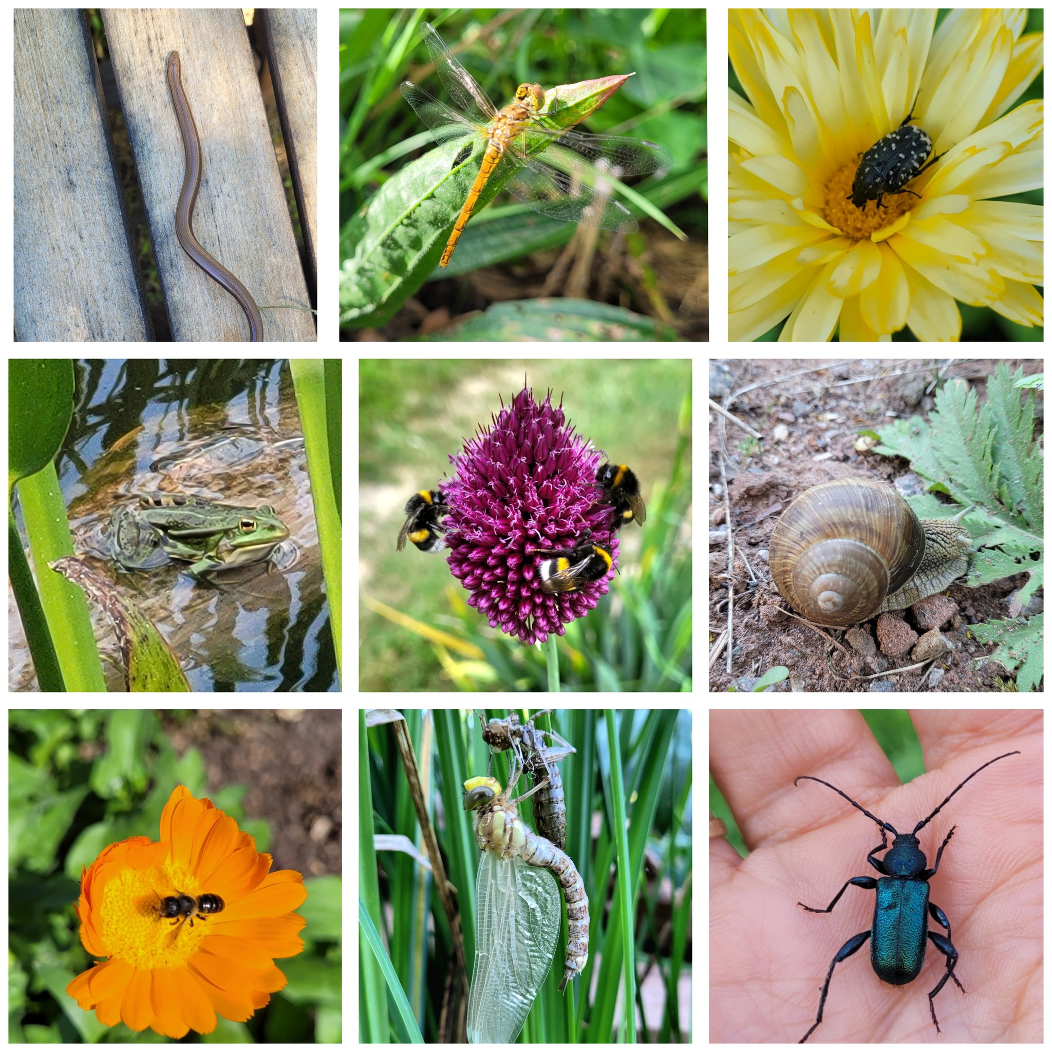 Vielfalt statt Einfalt im Permakultur-Waldgarten