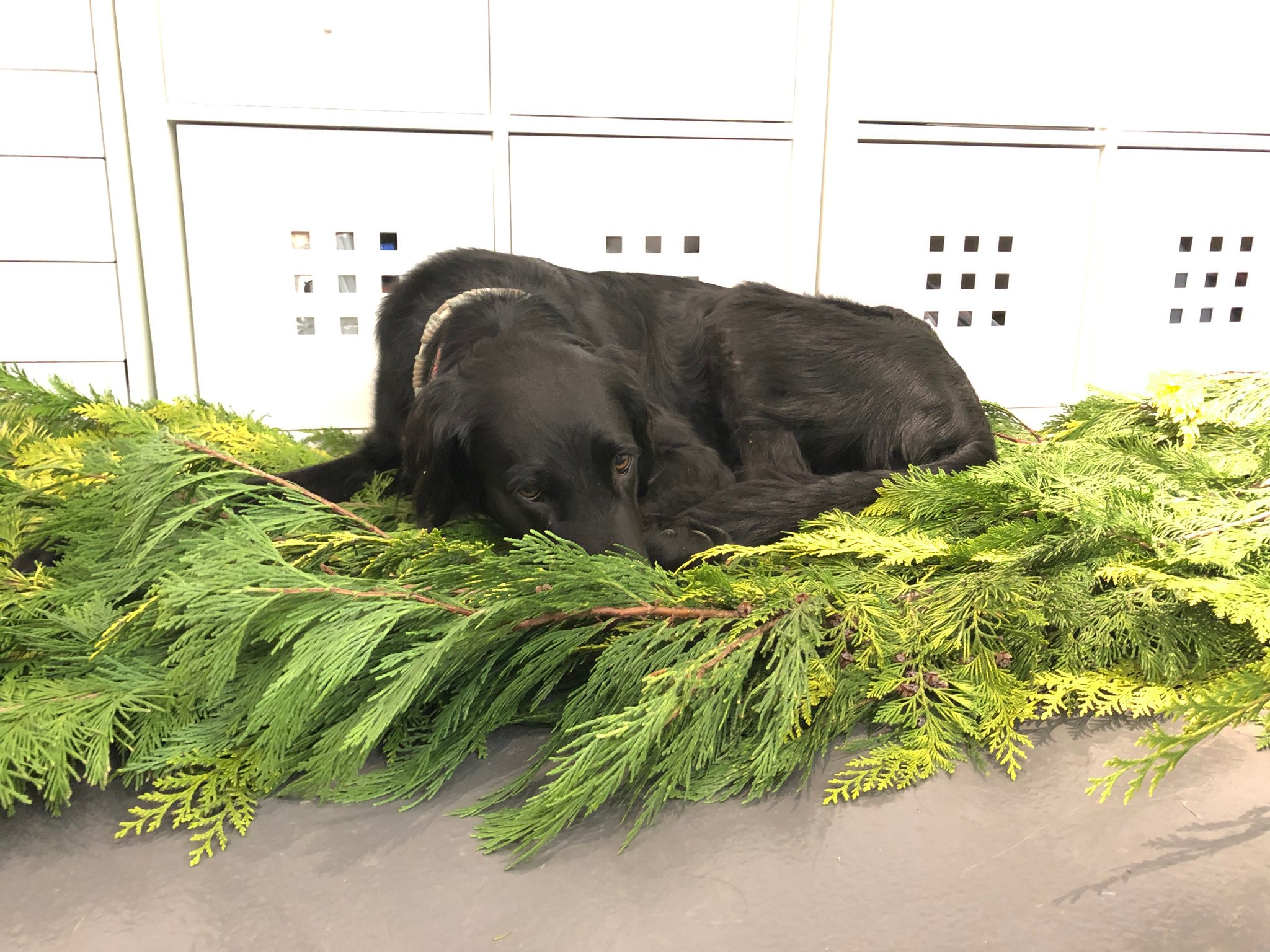 Äste und Zweige von Tannenbaum.ch