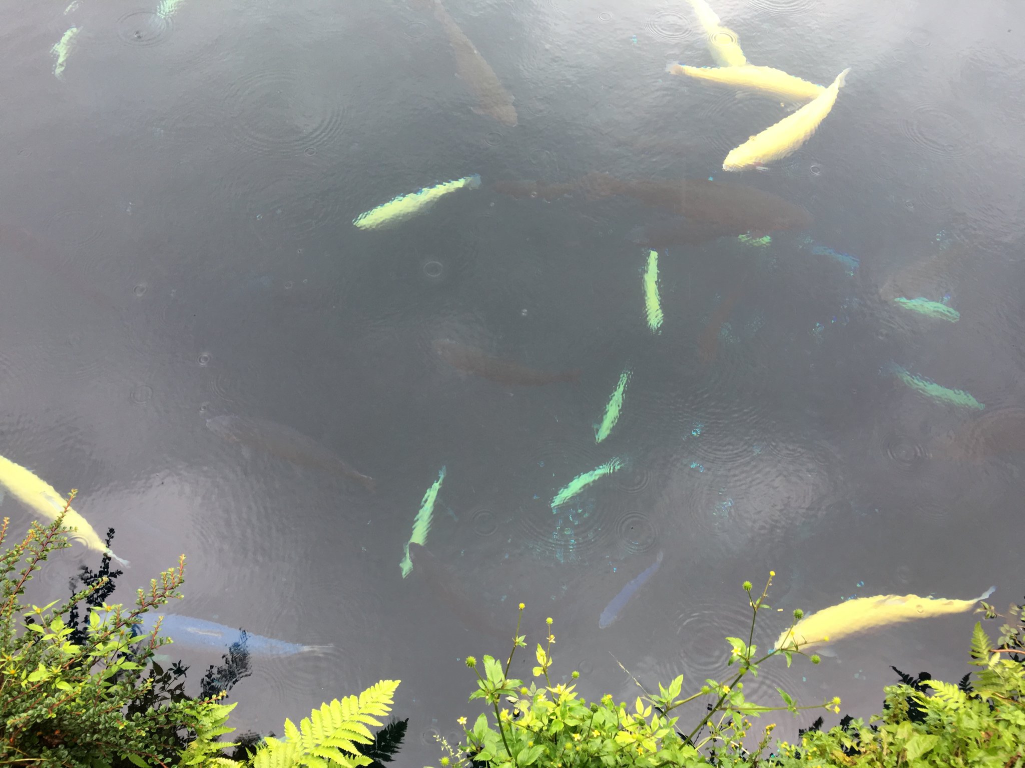 輝く魚の群れ。宝石のようです。