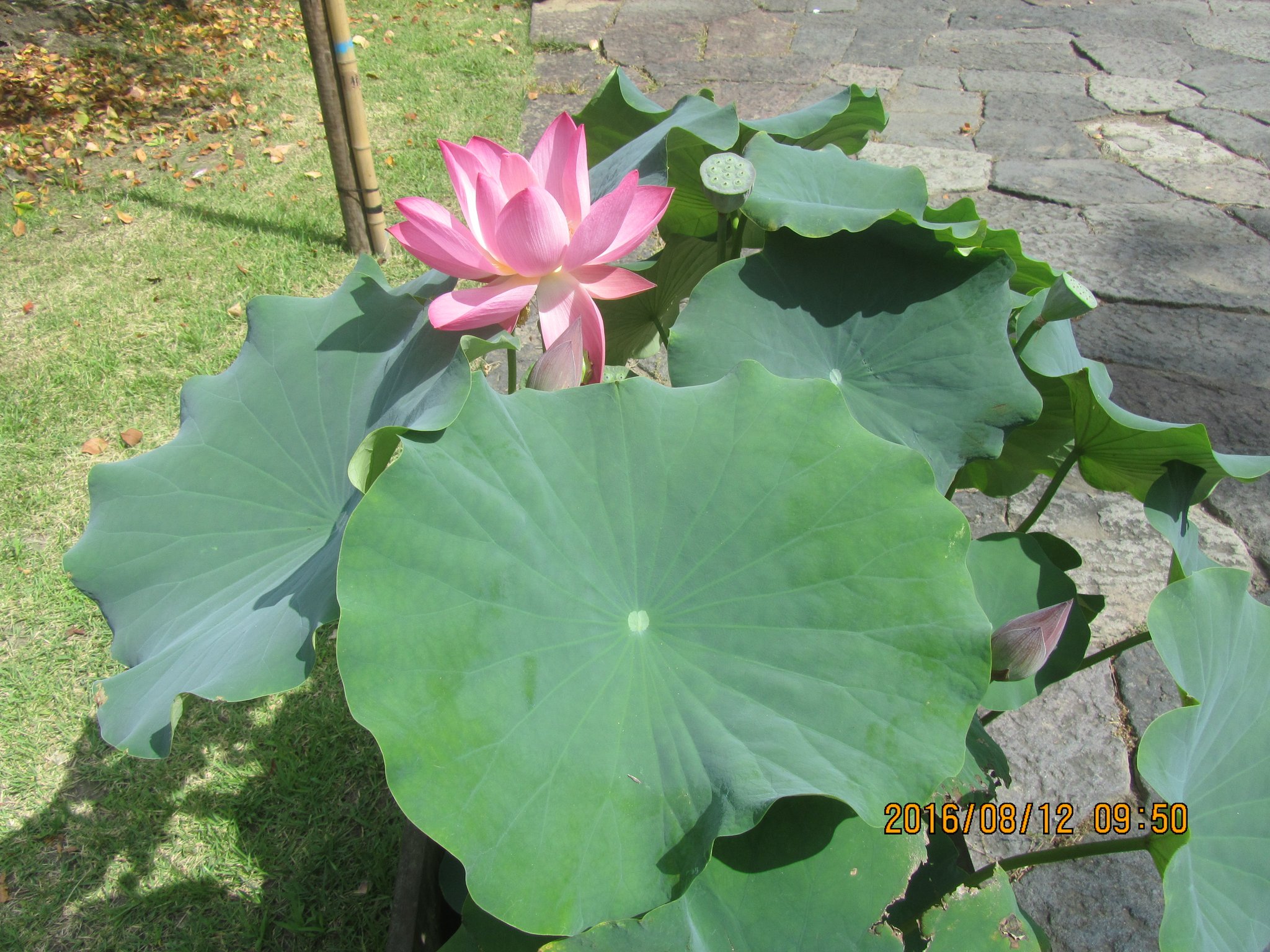 ハスの花が、昌幸・信繁と信幸との悲しい別れを哀れむように、悲しげに咲いていました。